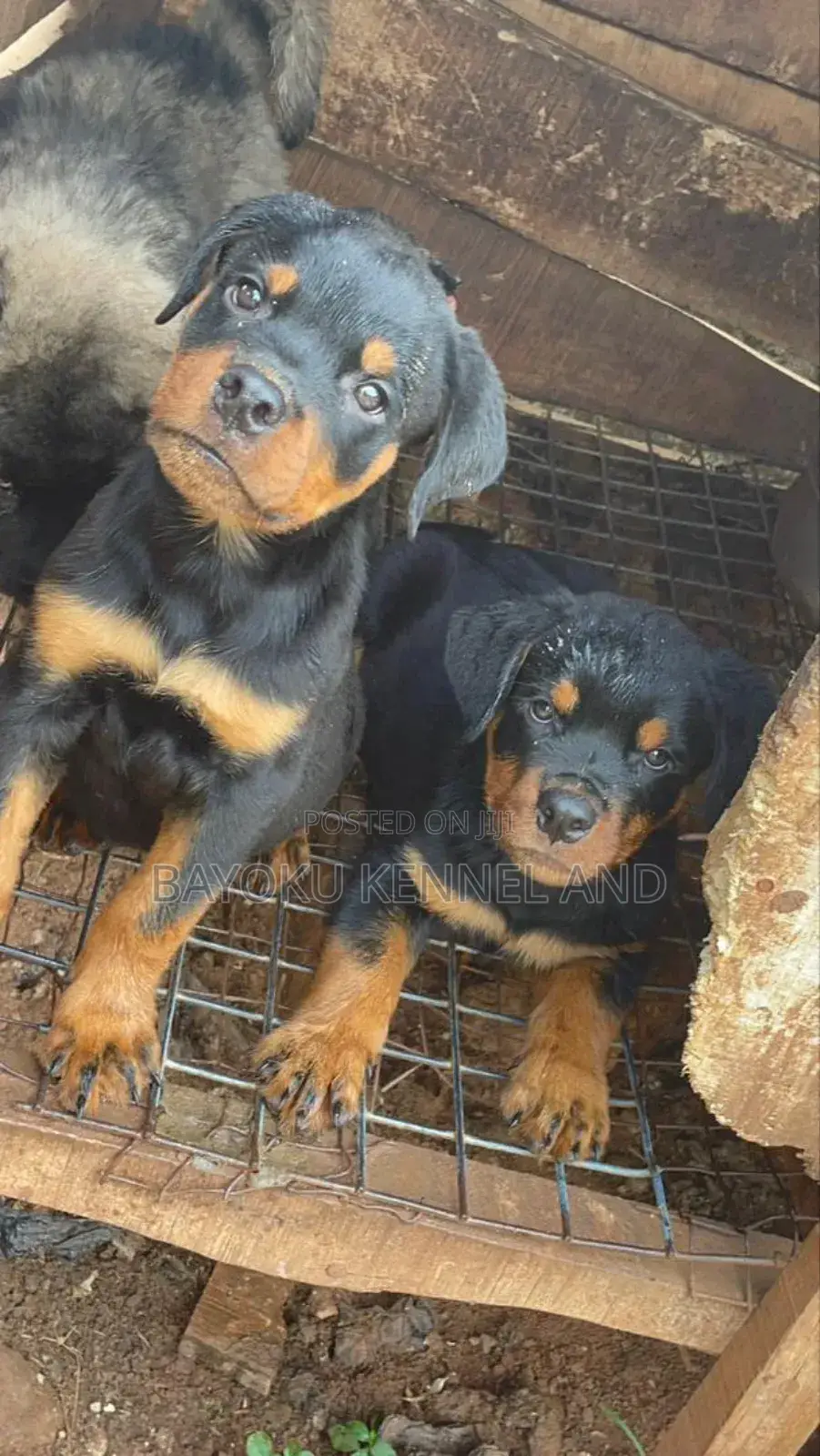 1-3 months Male Purebred Rottweiler