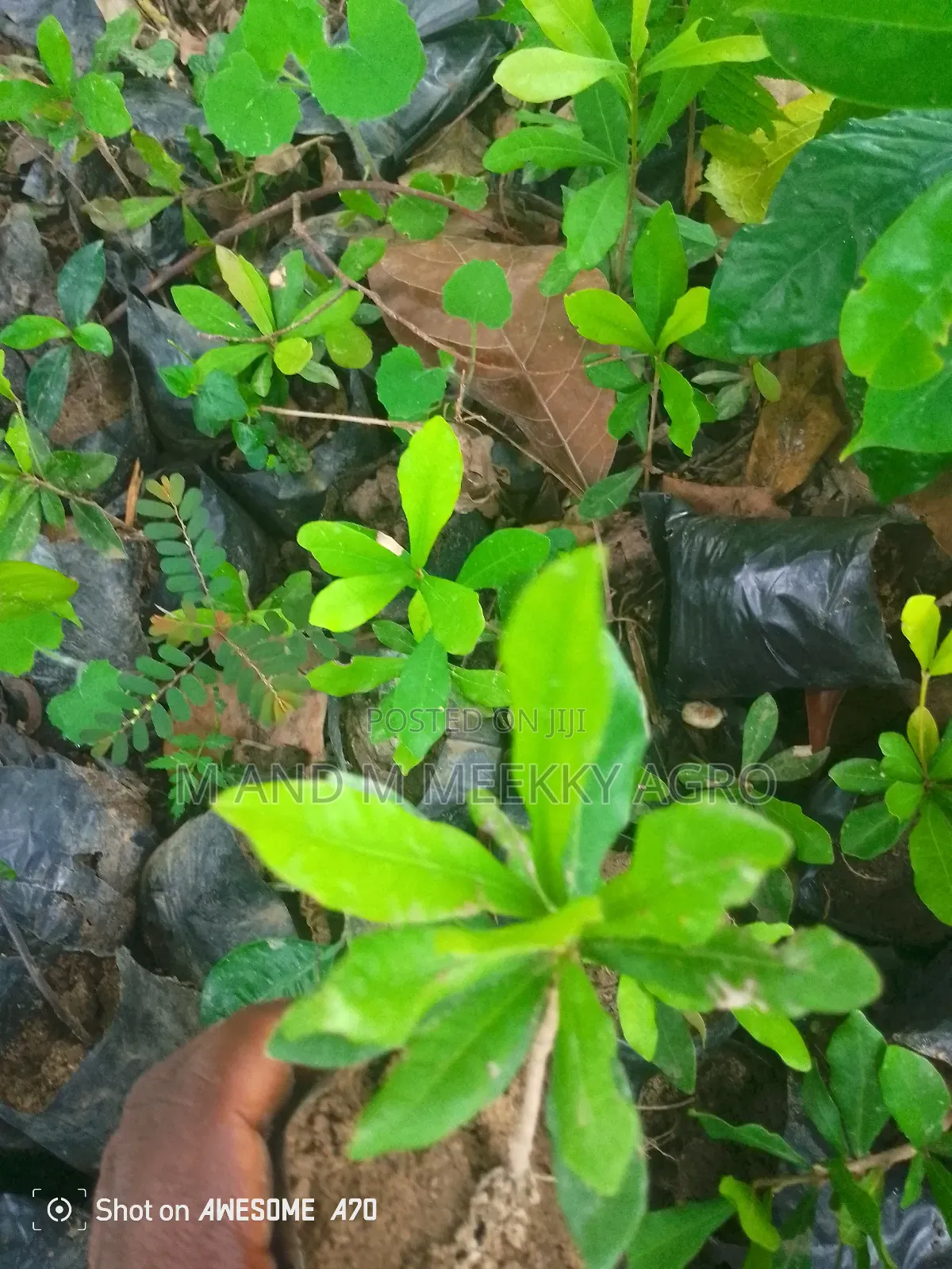  Agbayun Miracle Berry – “Turn Sour Into Sweet!” 