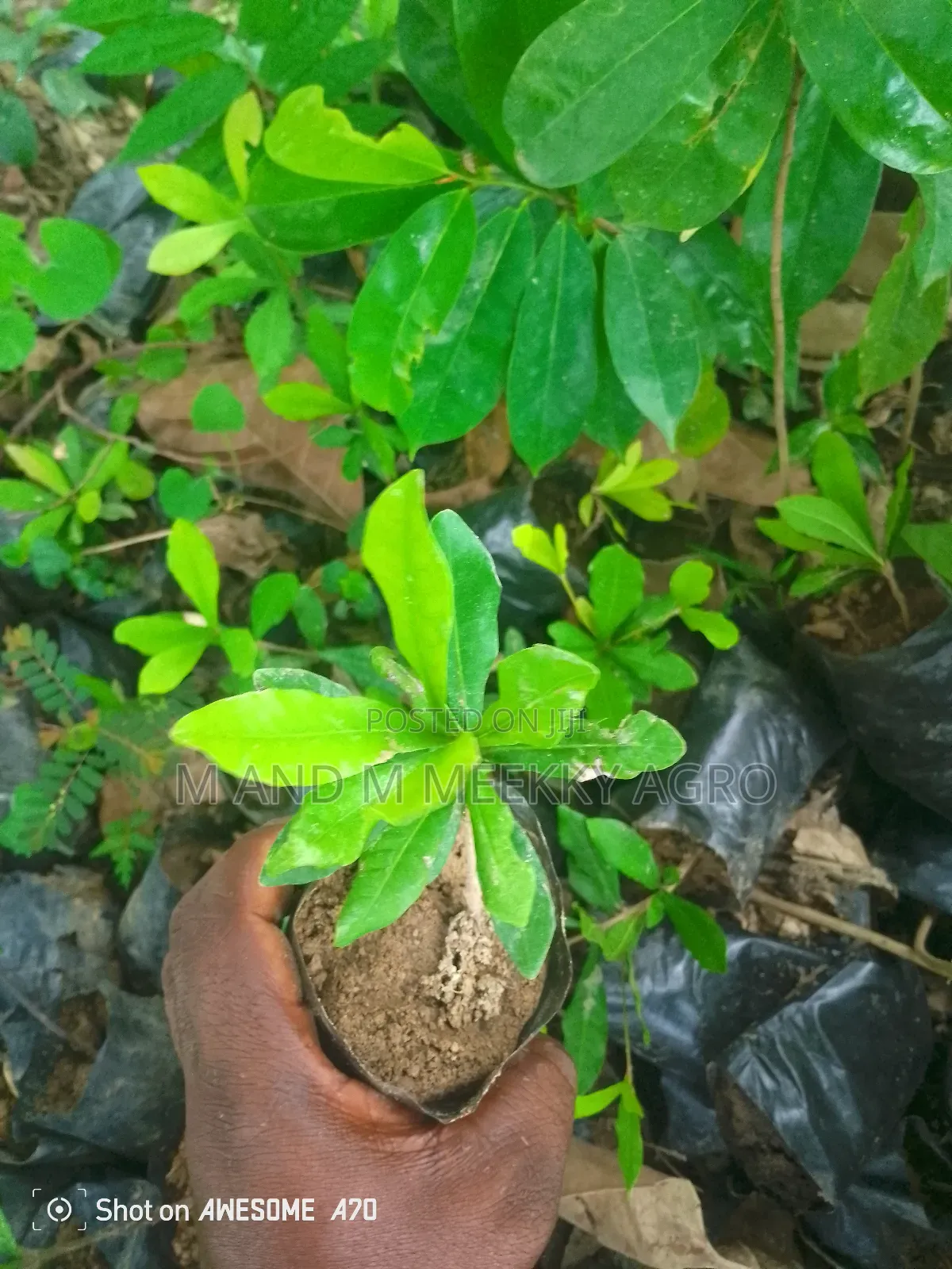  Agbayun Miracle Berry – “Turn Sour Into Sweet!” 