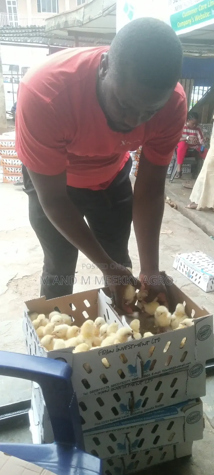 Quality Day-Old Chicks
Healthy • Strong • High Survival Rate