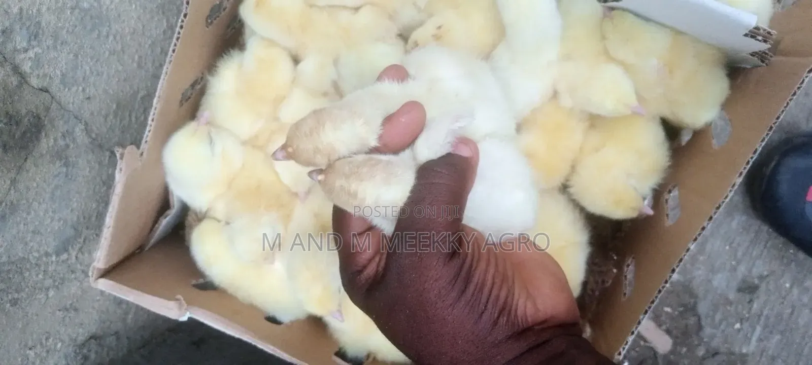 Quality Day-Old Chicks
Healthy • Strong • High Survival Rate