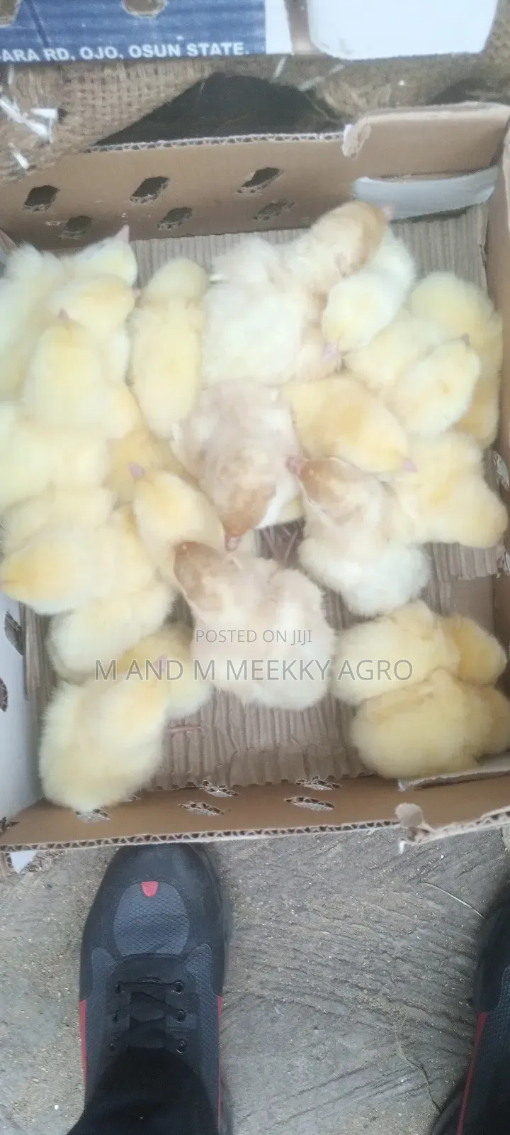 Quality Day-Old Chicks
Healthy • Strong • High Survival Rate