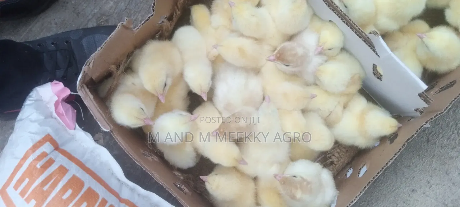 Quality Day-Old Chicks
Healthy • Strong • High Survival Rate