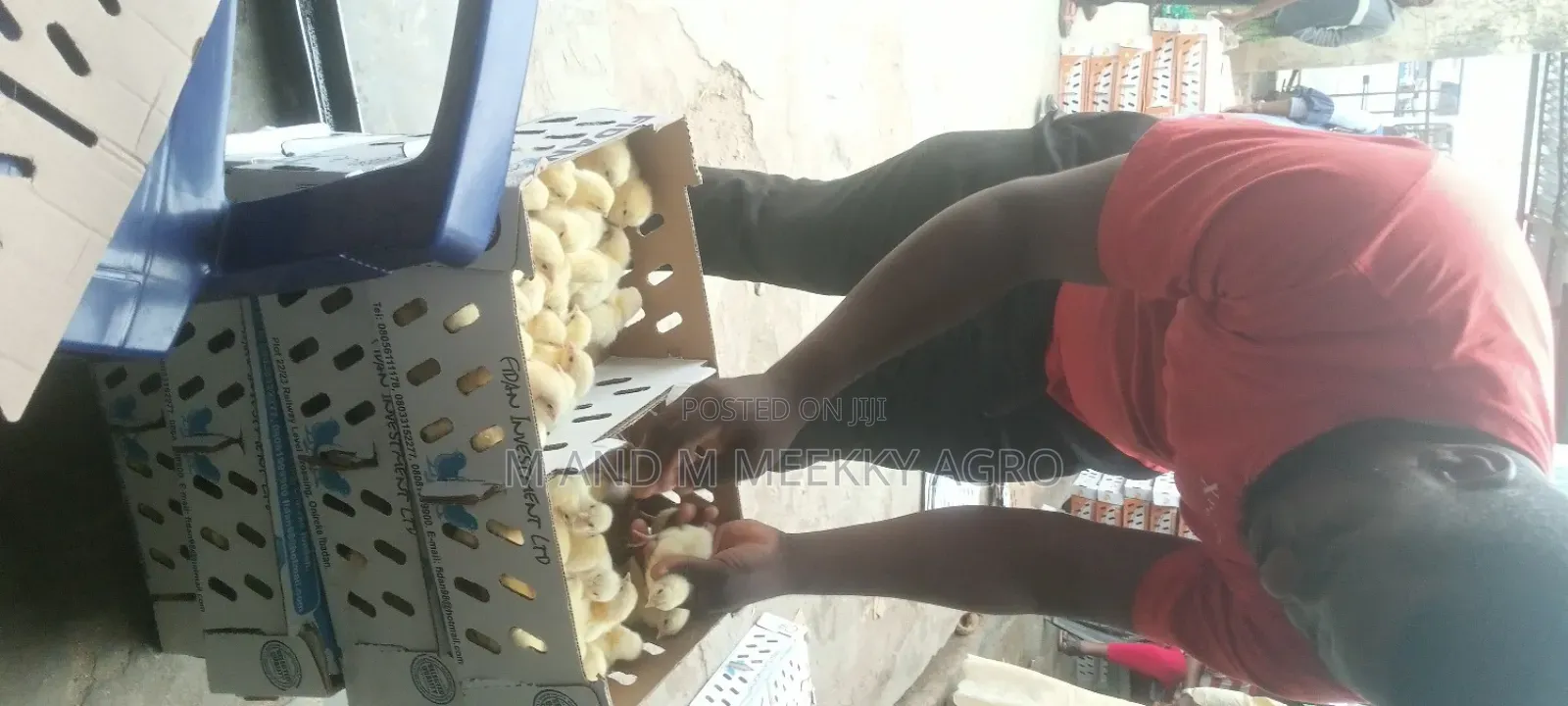 Quality Day-Old Chicks
Healthy • Strong • High Survival Rate