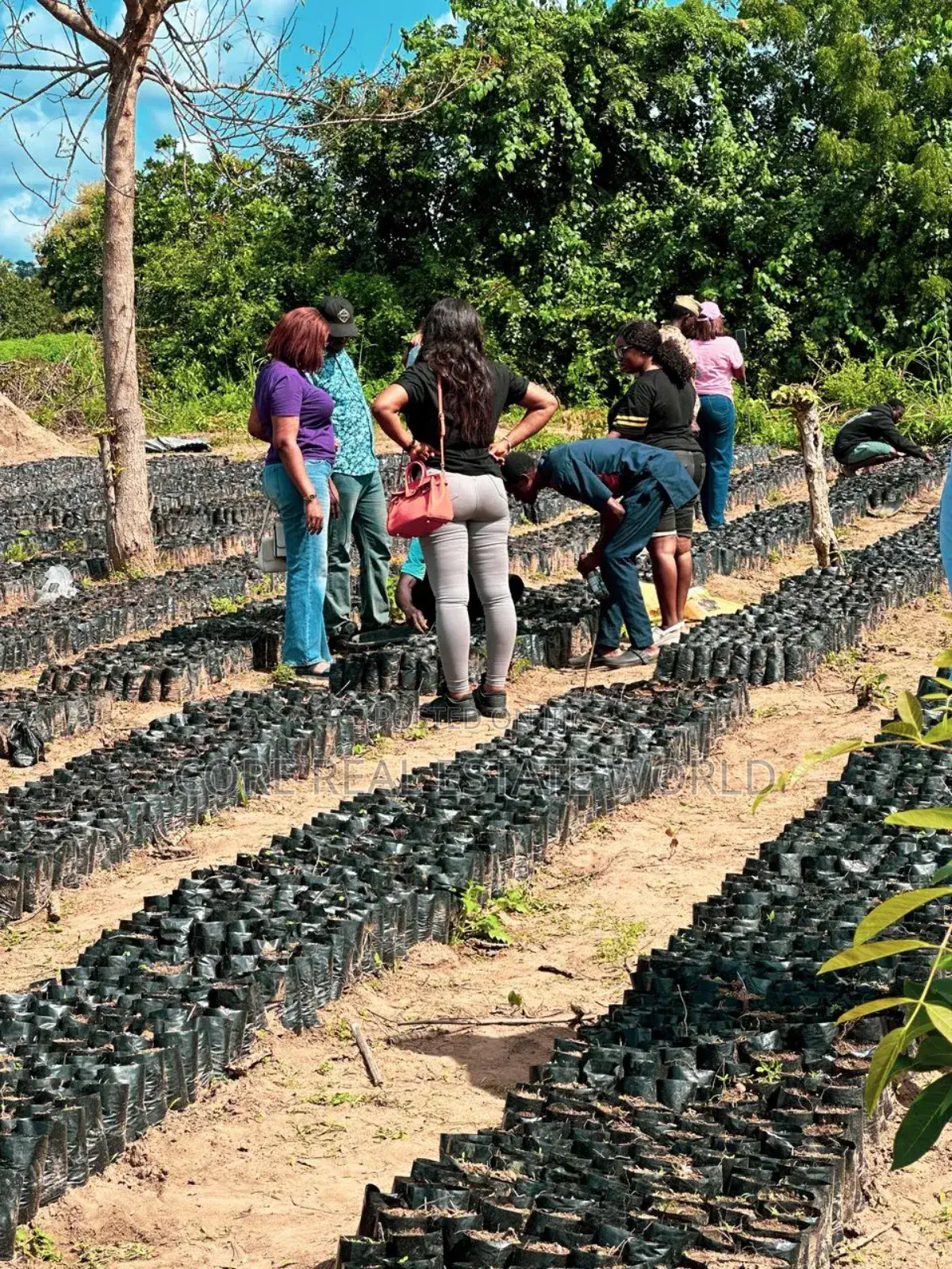 High ROI Agro Real Estate Investment | Farmland for Sale Nigeria