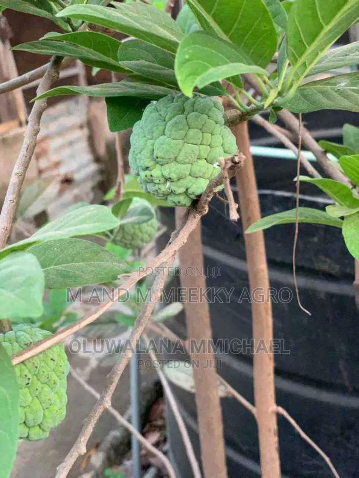 Sugar Apple Annona Squamosa
