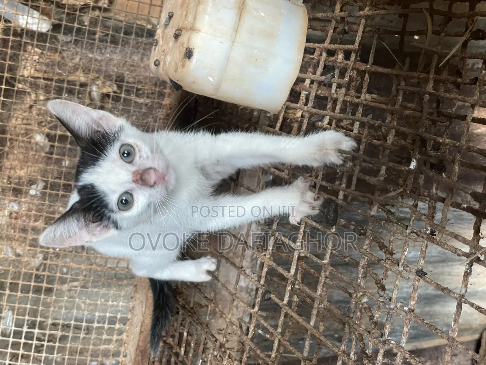 1-3 months Male Mixed Breed Tabby