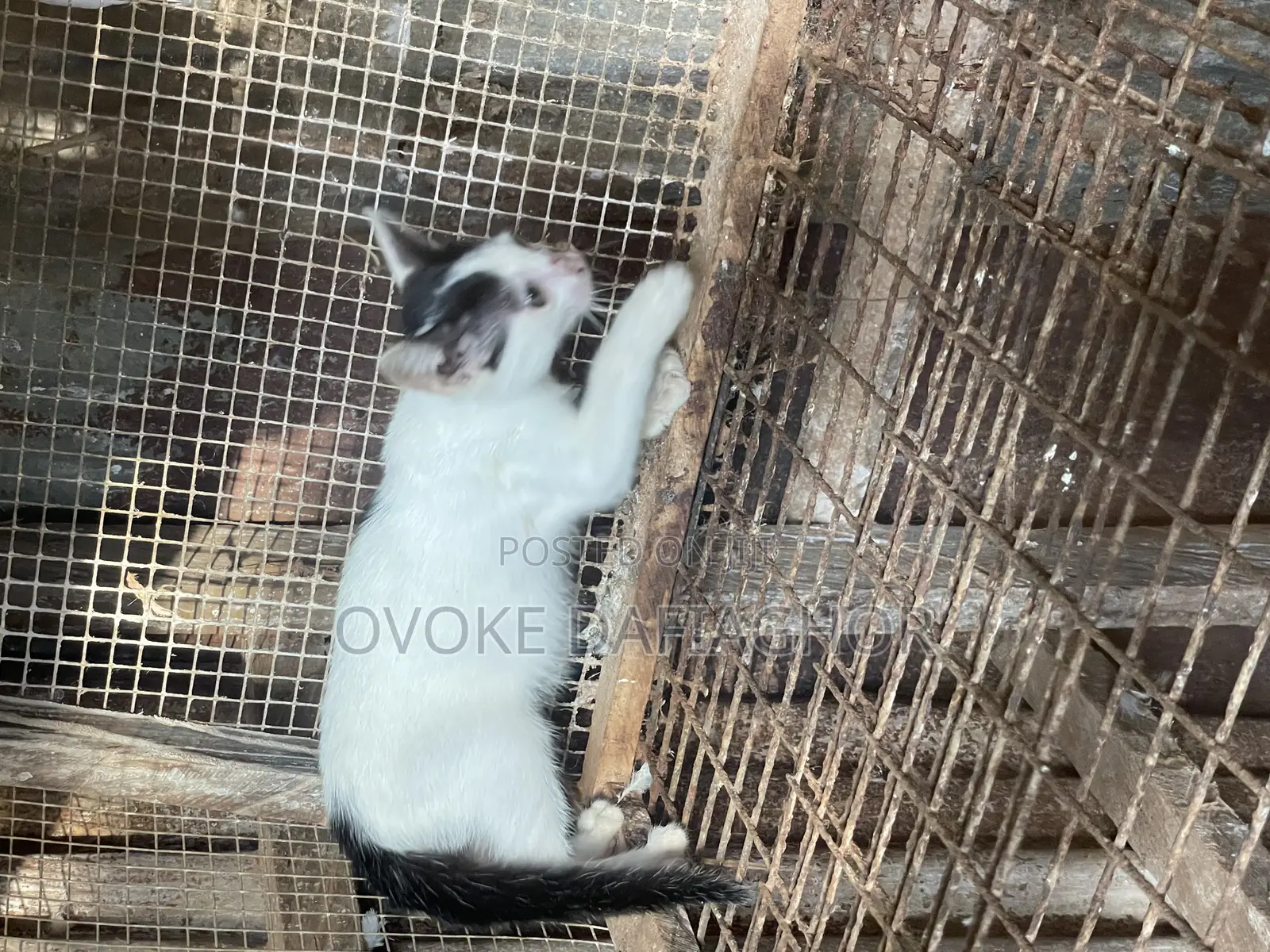 1-3 months Male Mixed Breed Tabby