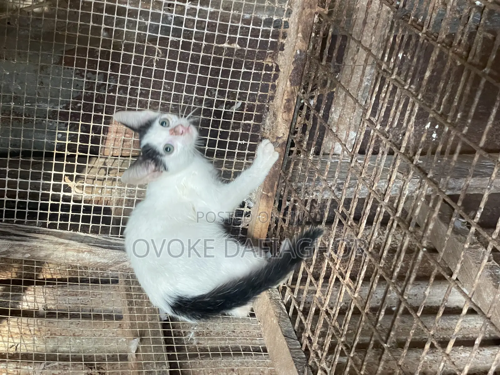 1-3 months Male Mixed Breed Tabby