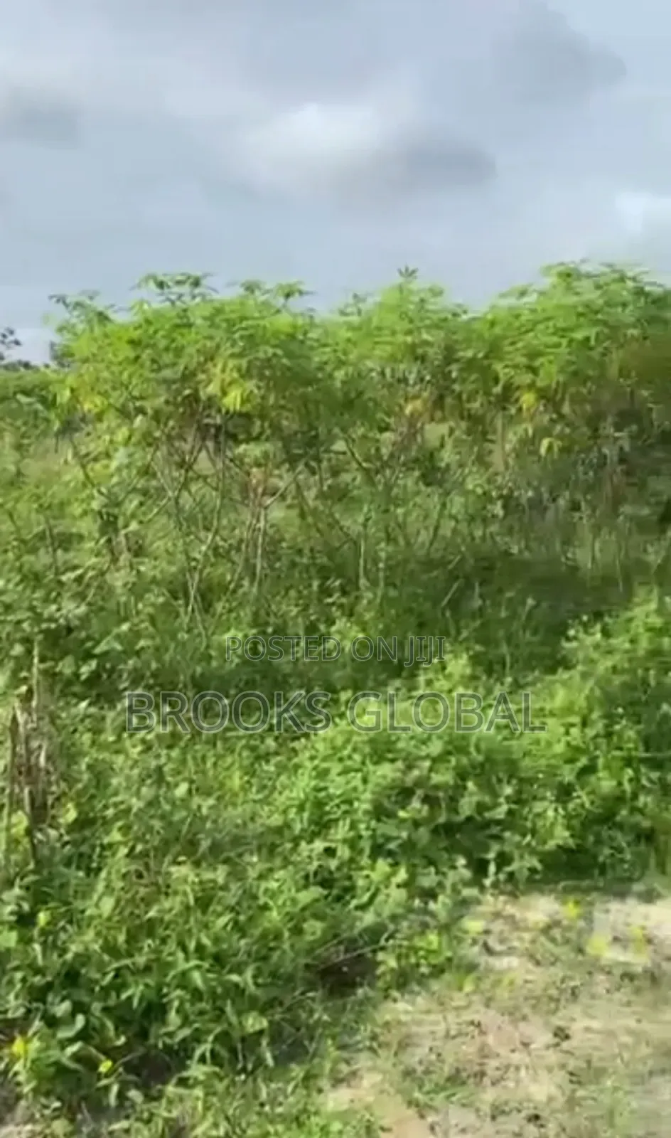 Land of 100/100 at Naija Cat for Sale