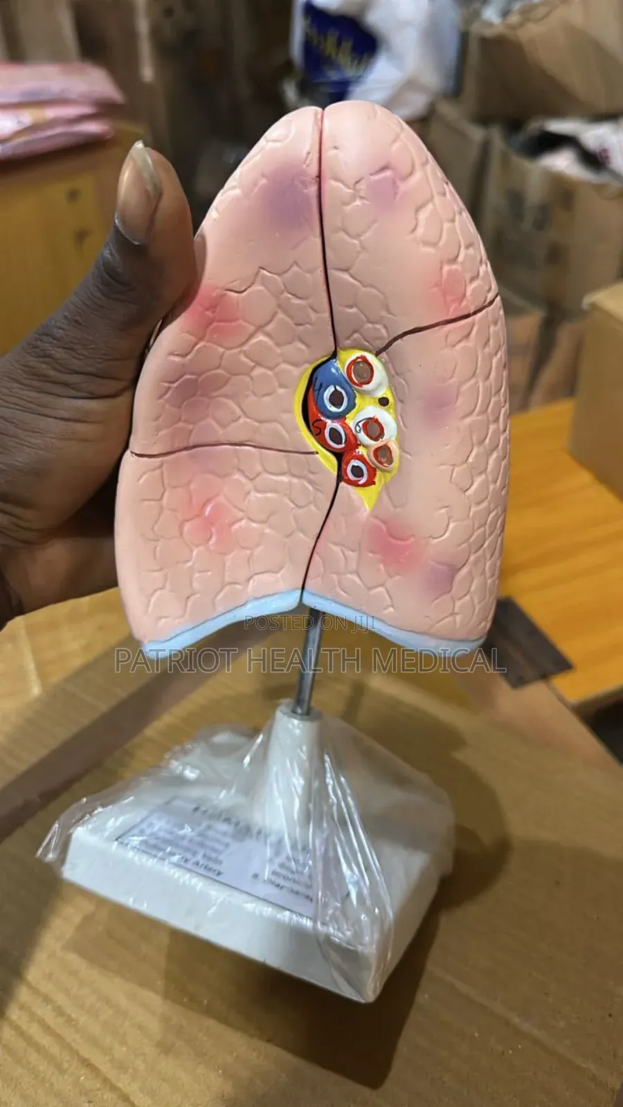 Human Lungs Model