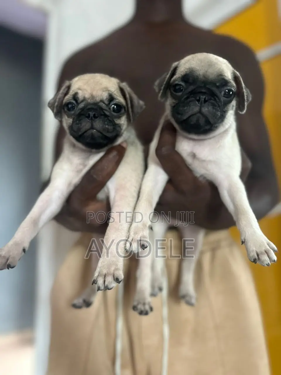 1-3 months Male Purebred Pug