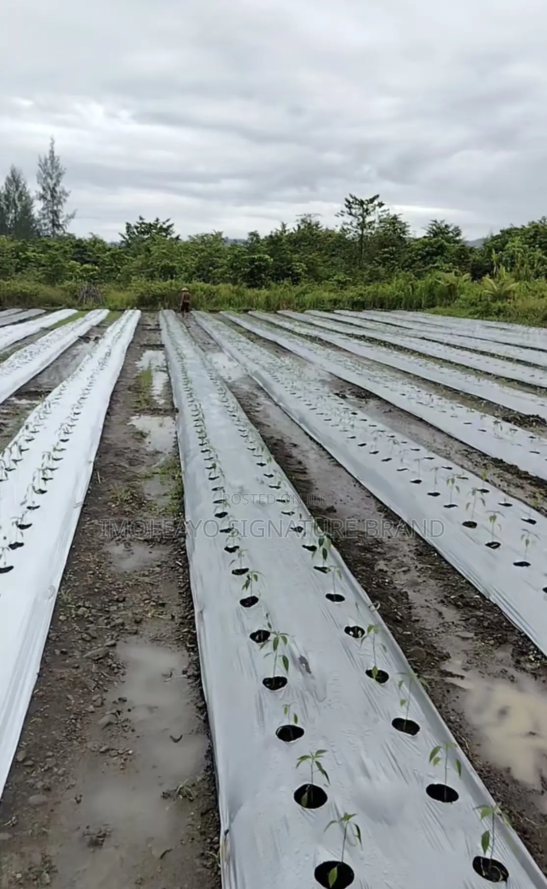 1.2m * 500m  Mulching Film