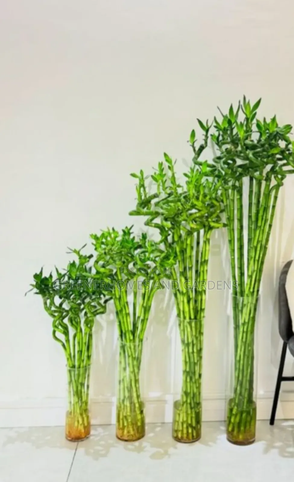 Lucky Bamboo