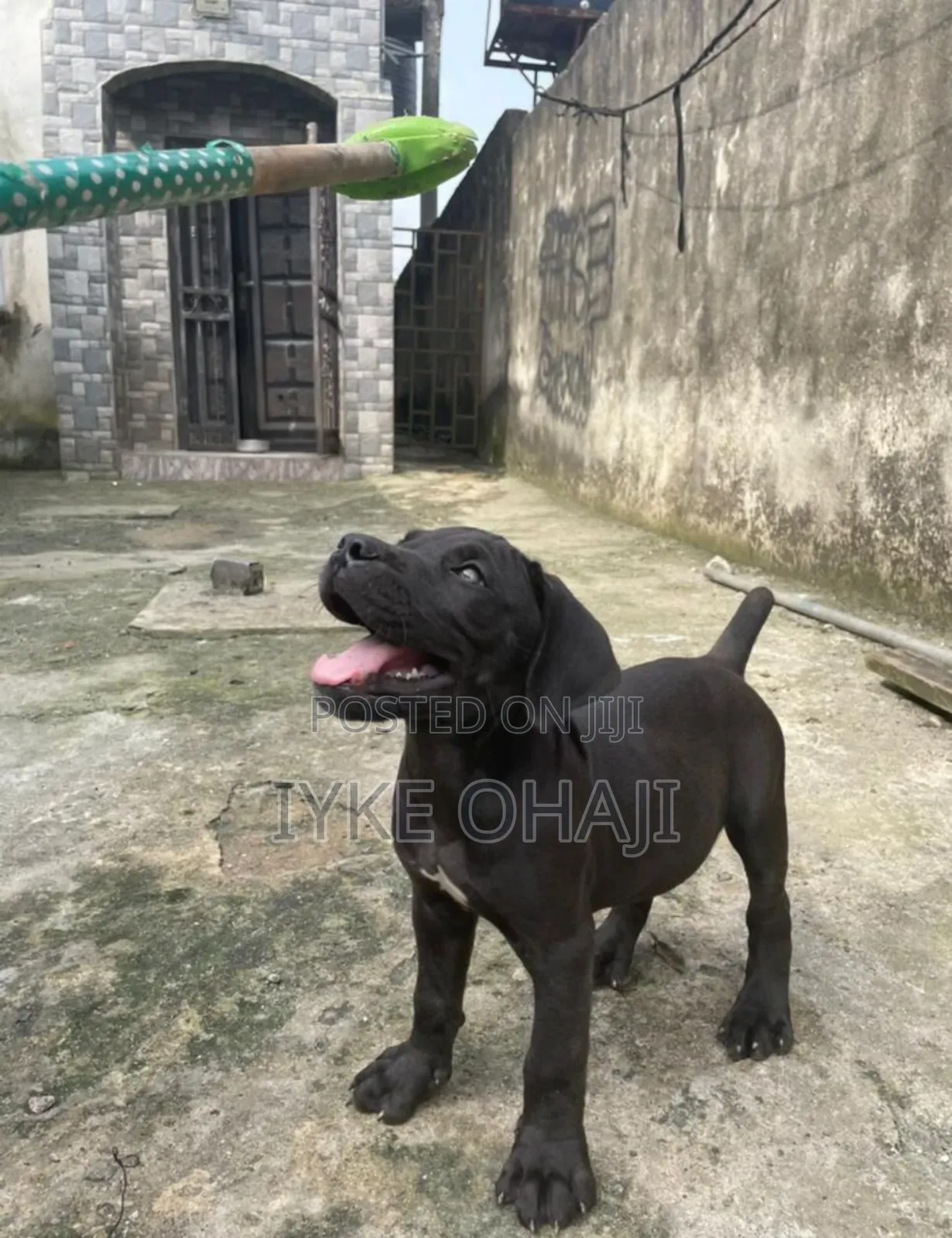 1-3 months Male Purebred Cane Corso