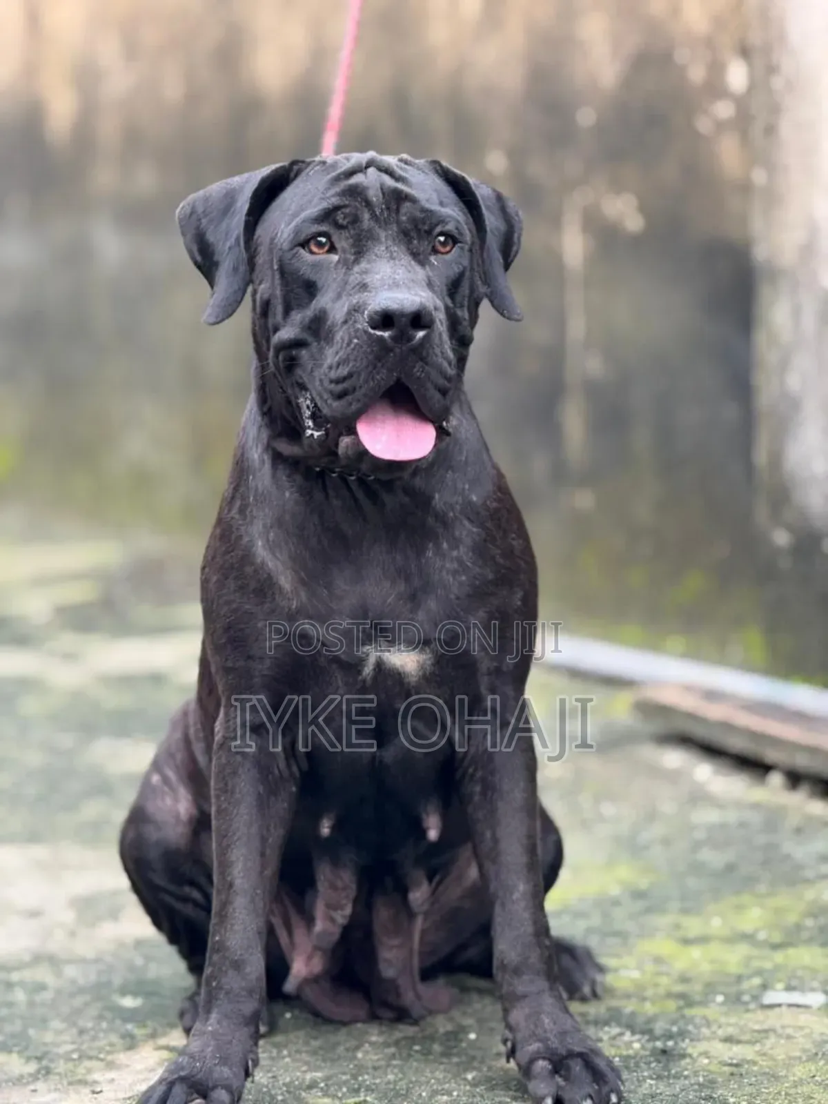 1-3 months Male Purebred Cane Corso