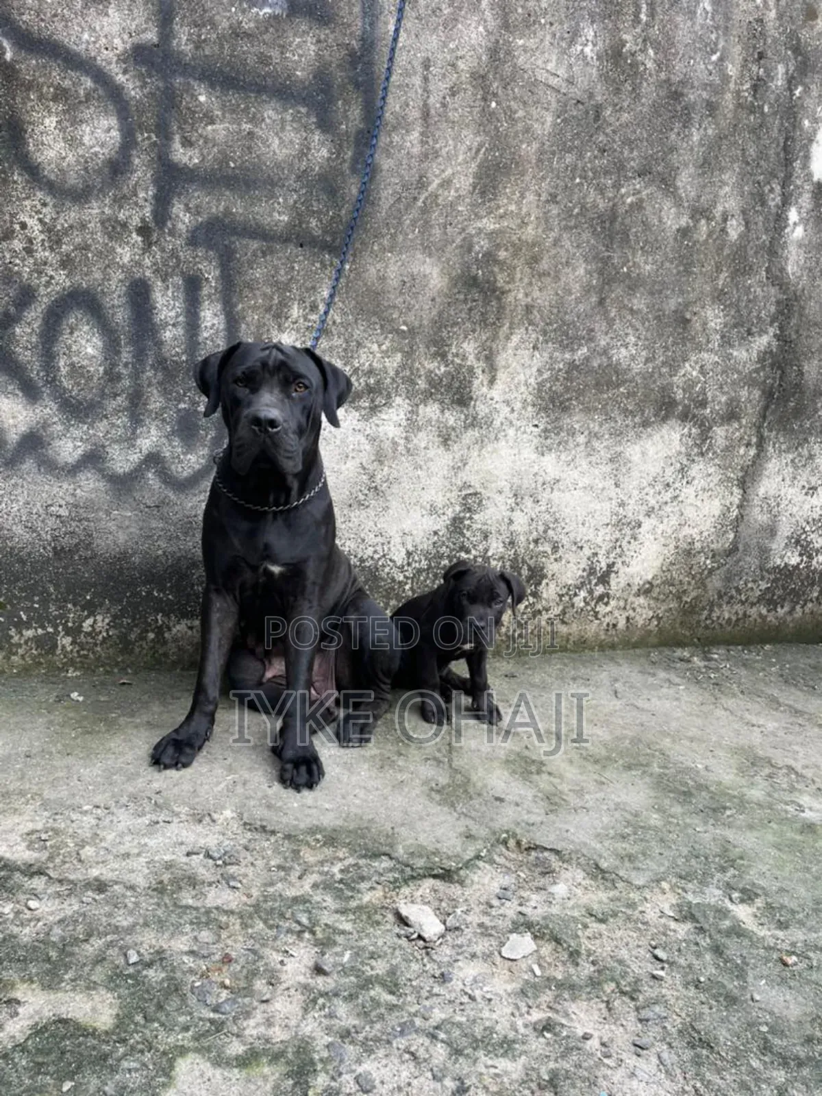 1-3 months Male Purebred Cane Corso
