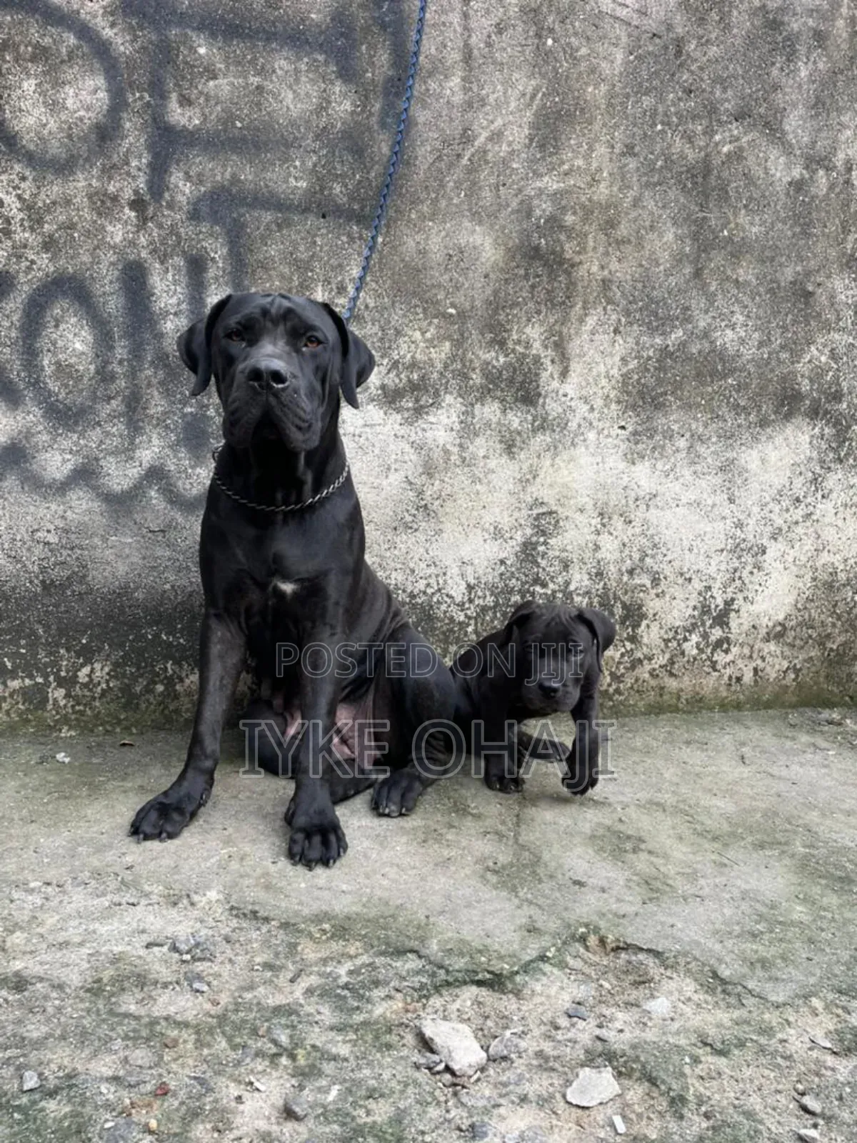 1-3 months Male Purebred Cane Corso
