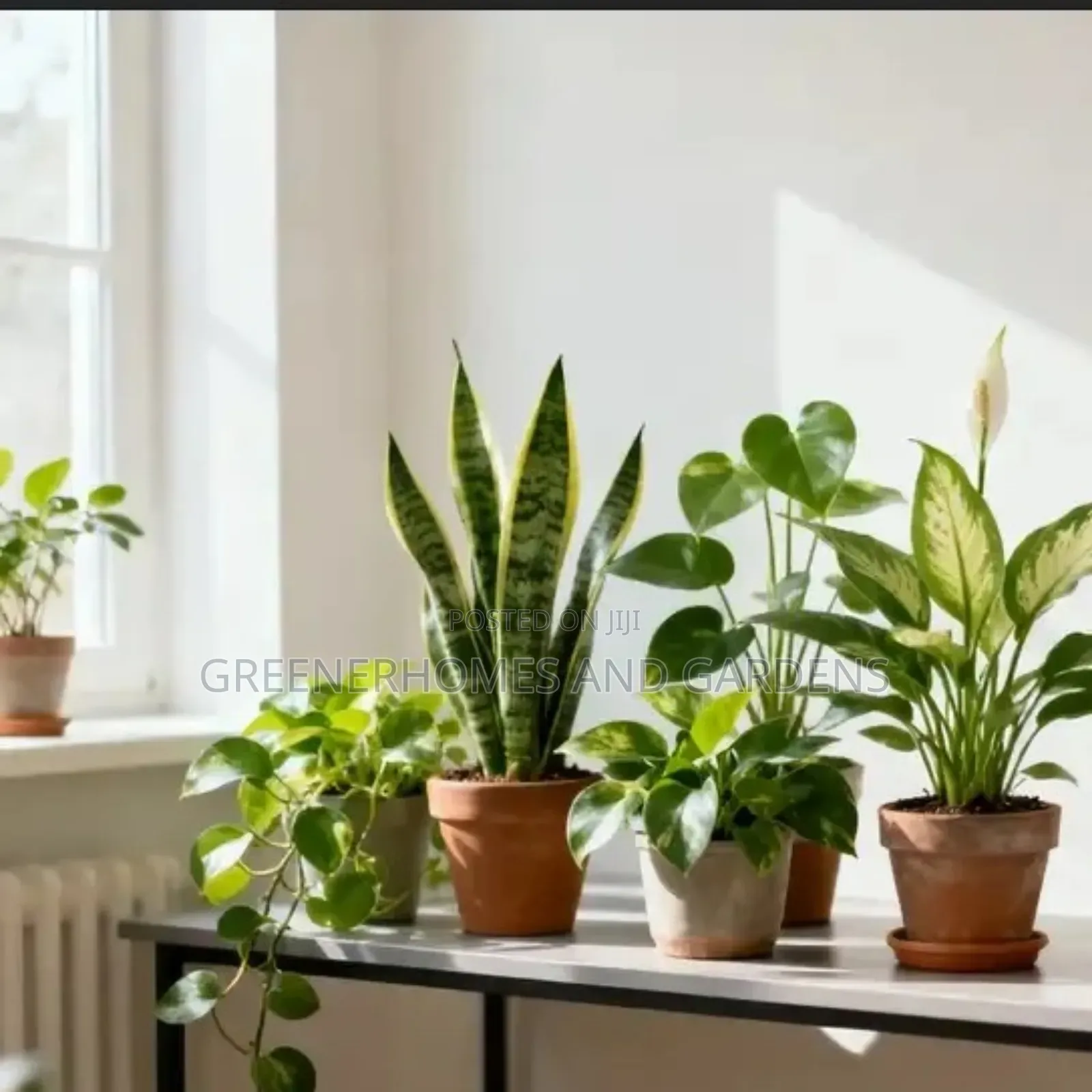 Indoor Air Purifying Plants