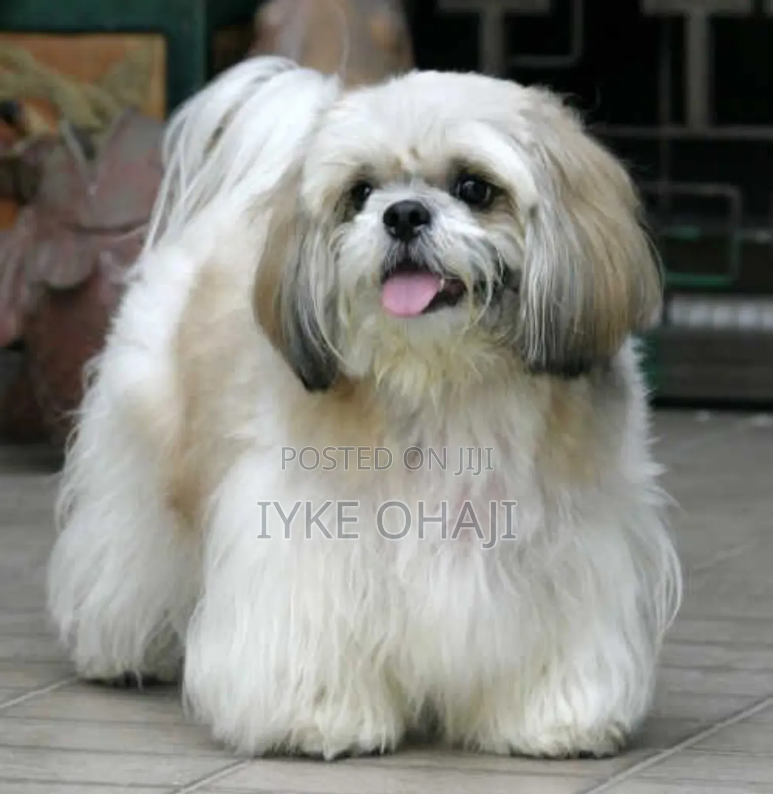3-6 months Female Purebred Lhasa Apso