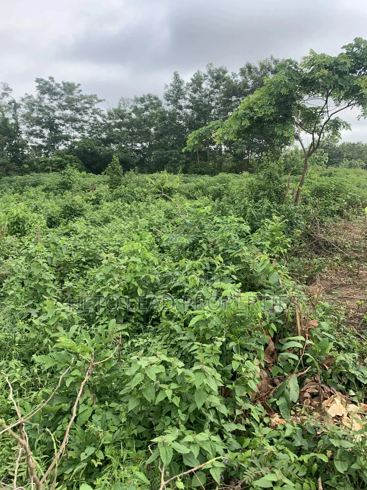10.5 Acres Of Land Facing The Main Expressway