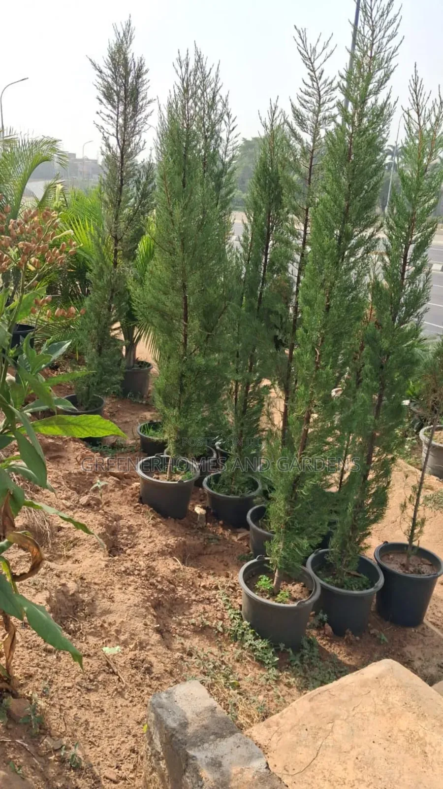 Italian Cypress
