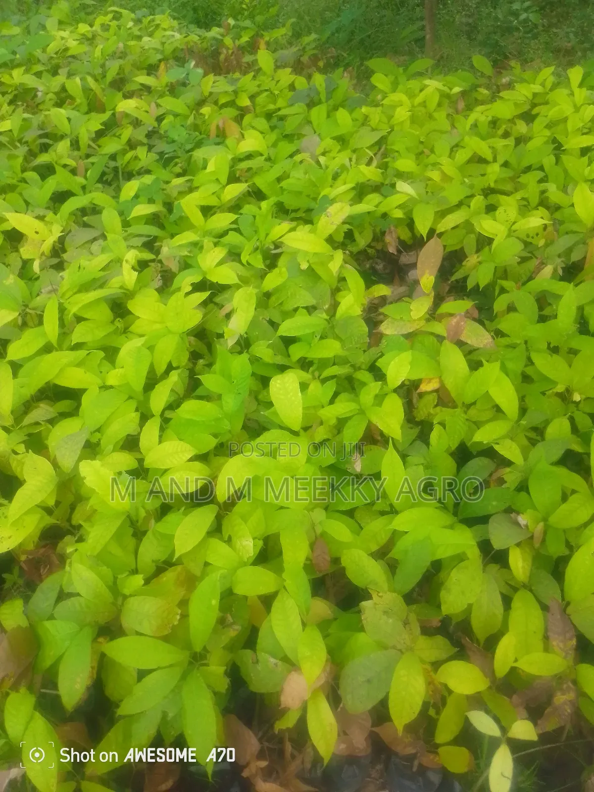 Healthy Treculia Africana (African Breadfruit Seedlings for Sale 