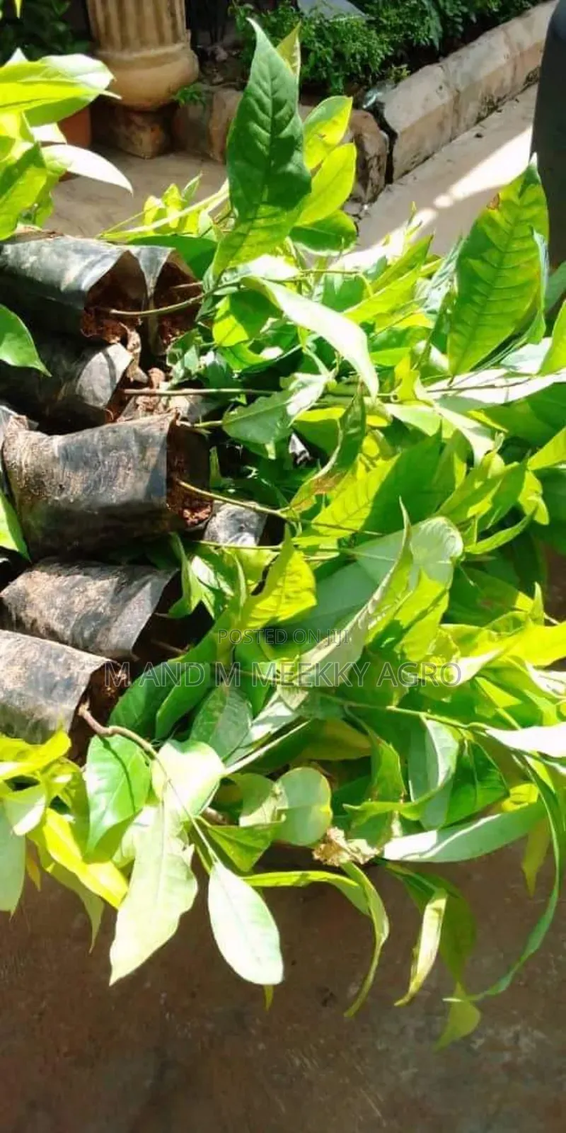 Irvingia Wombulu Seedlings (Bush Mango / Ogbono)