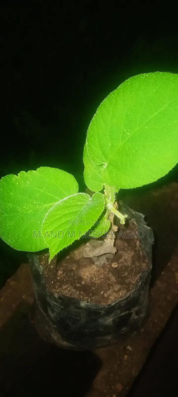 Kiwi Seedlings