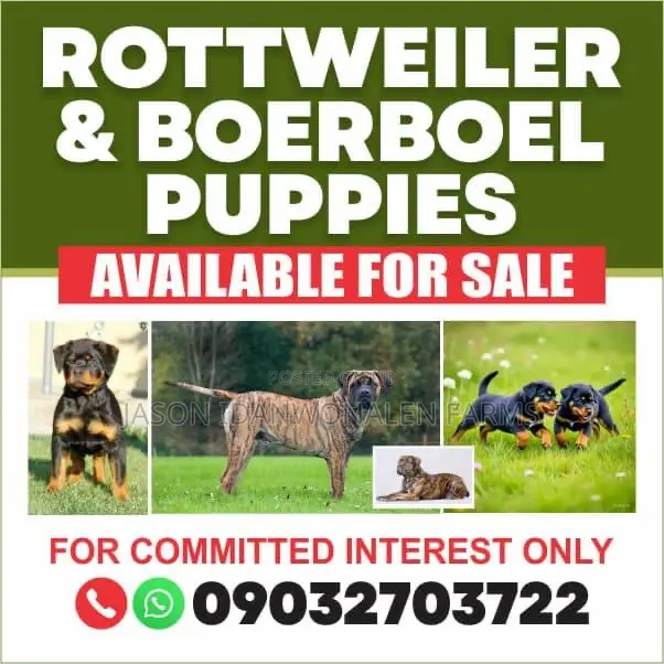 3-6 months Male Purebred Boerboel