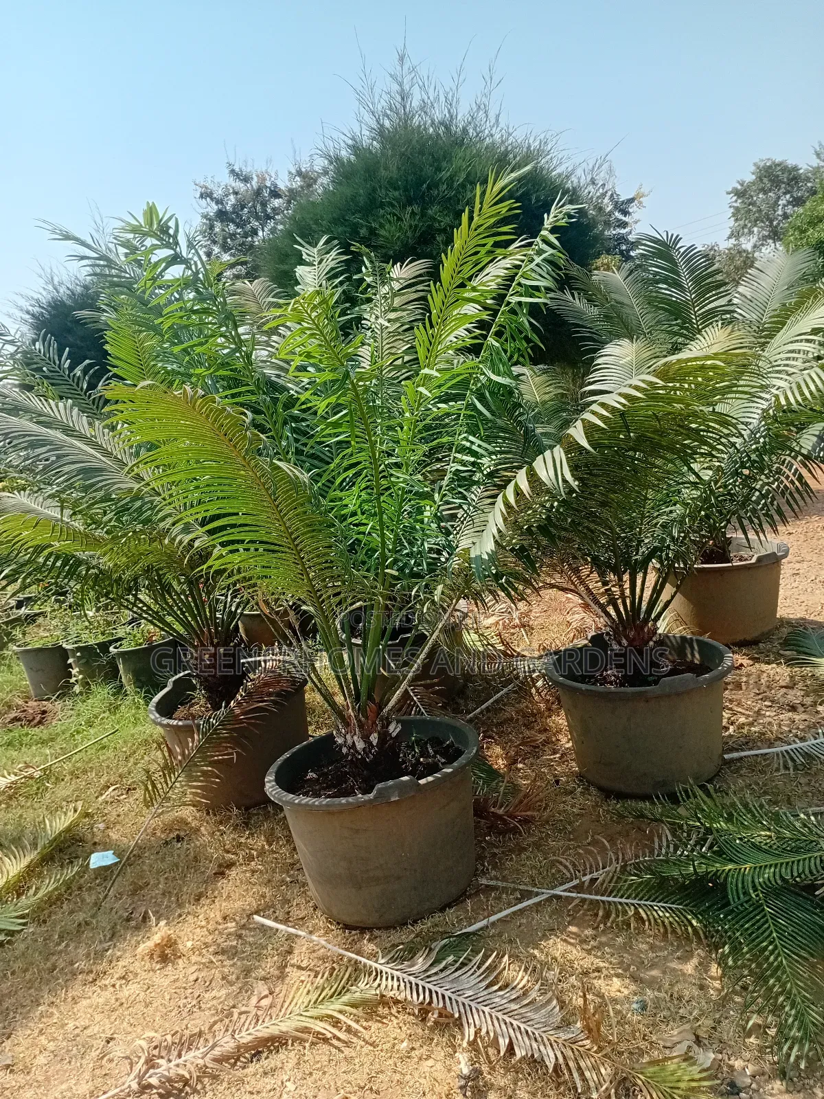 Sago Palm Cycas Revoluta