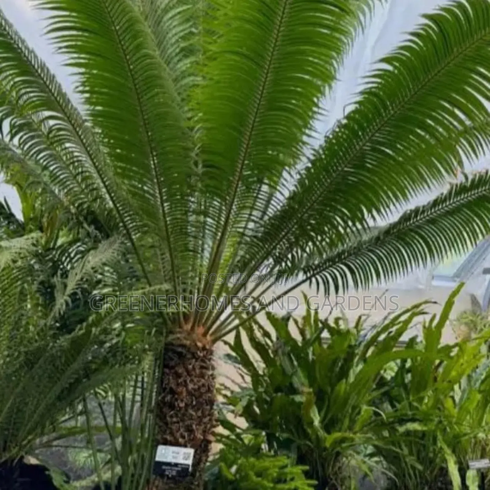 Sago Palm Cycas Revoluta