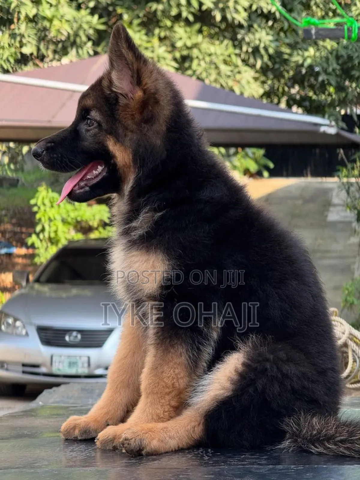 1-3 months Female Purebred German Shepherd