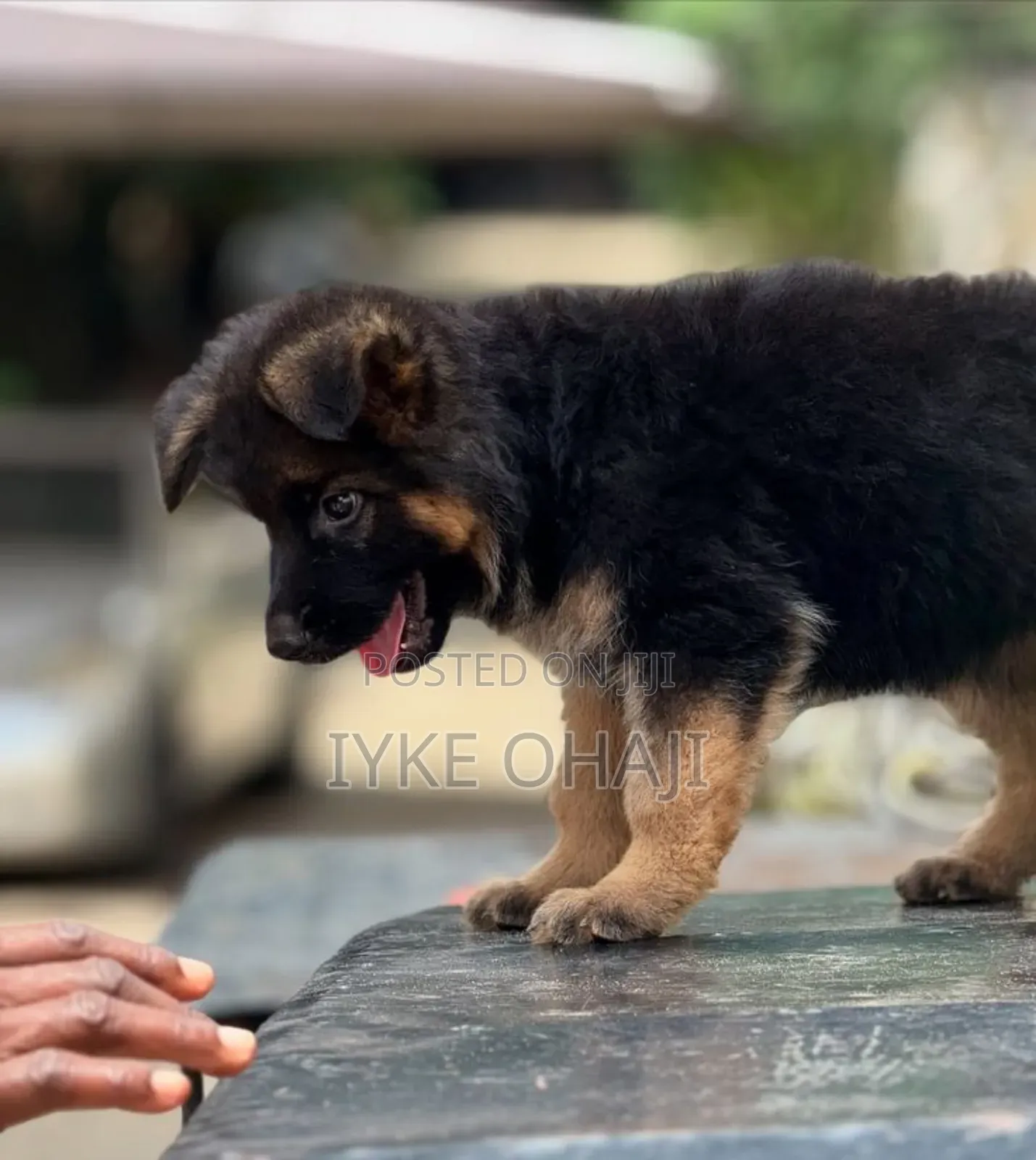 1-3 months Female Purebred German Shepherd