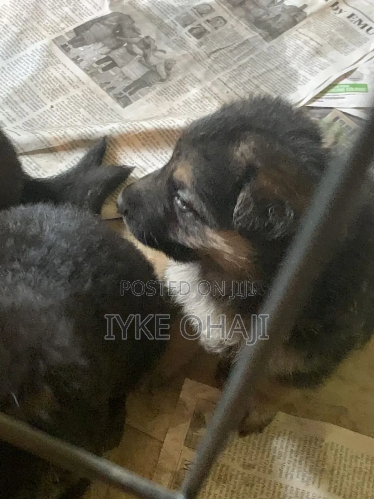 1-3 months Male Purebred German Shepherd