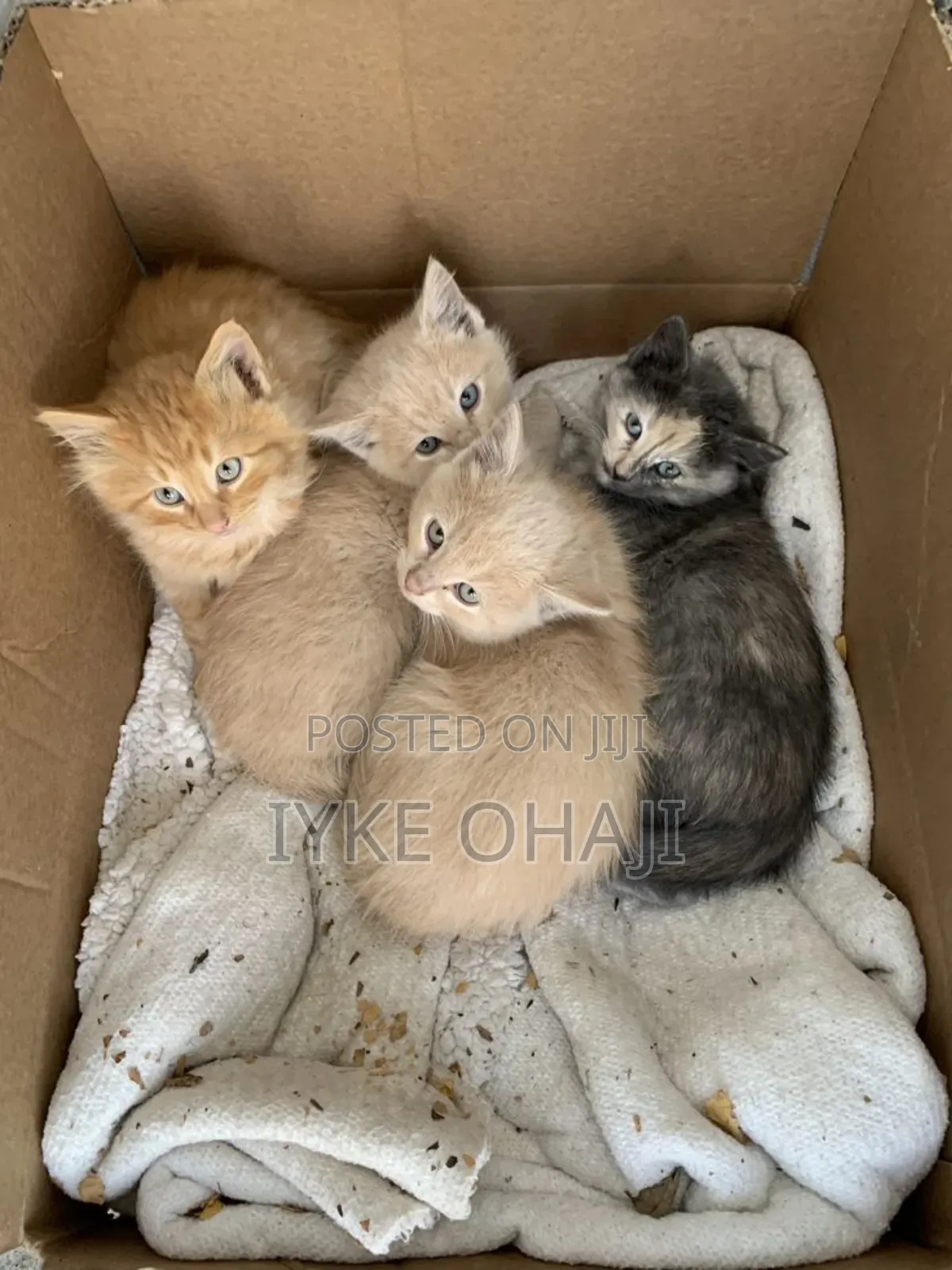 1-3 months Female Purebred American Shorthair