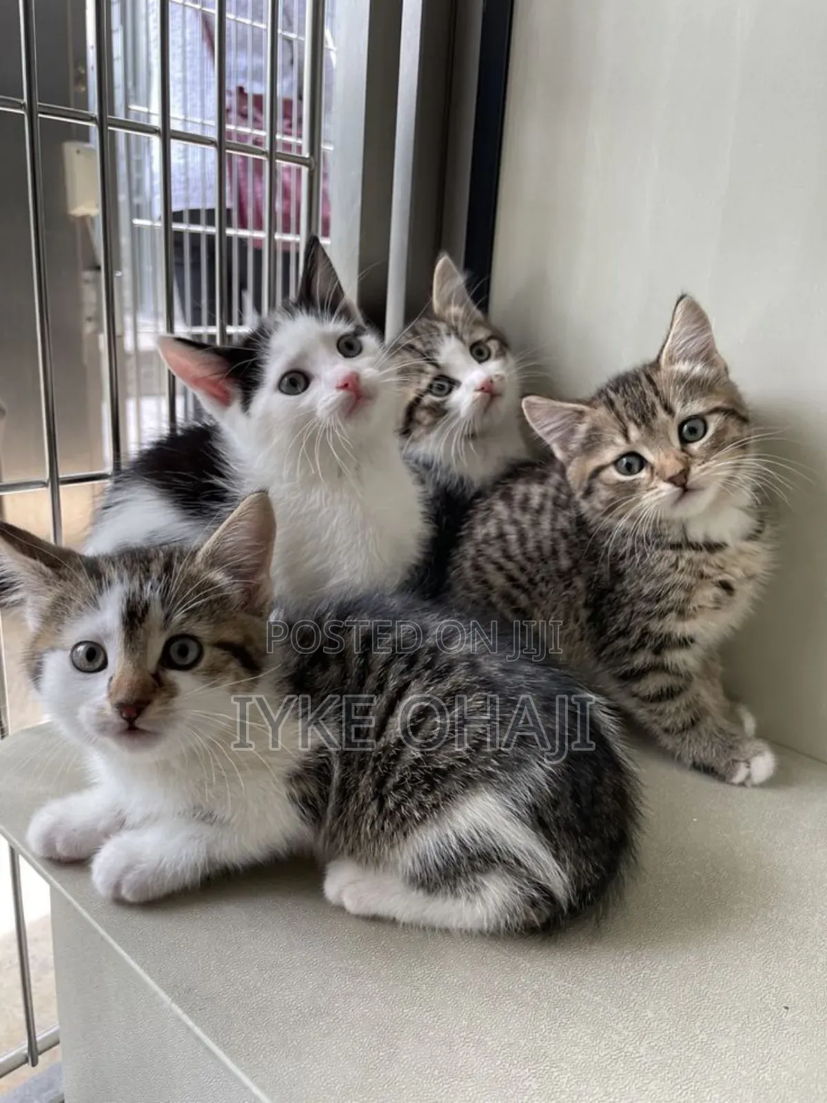 1-3 months Female Purebred American Shorthair