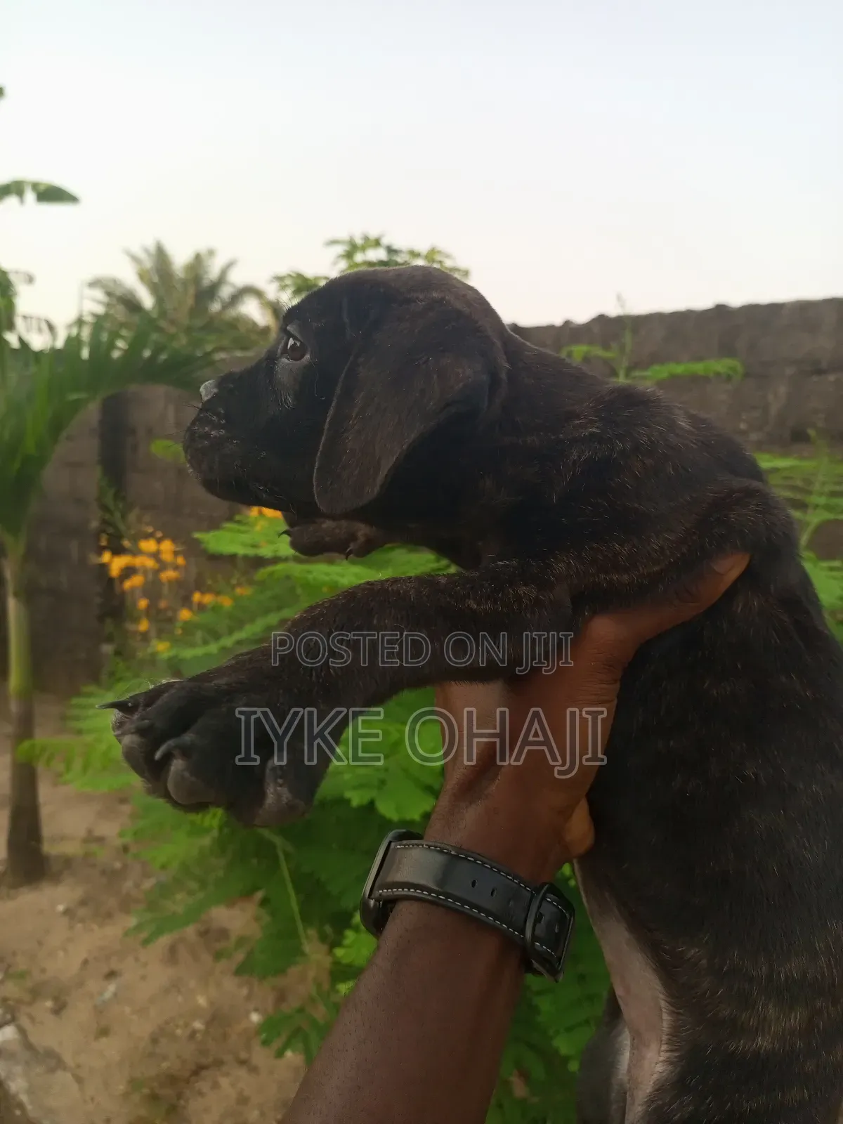 1-3 months Female Purebred Boerboel