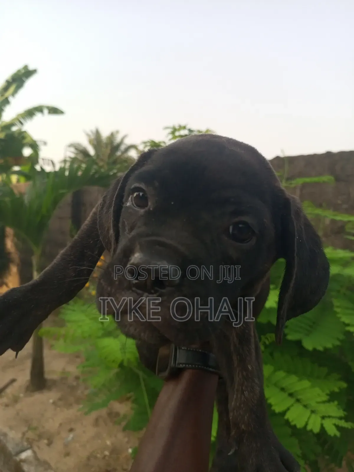 1-3 months Female Purebred Boerboel