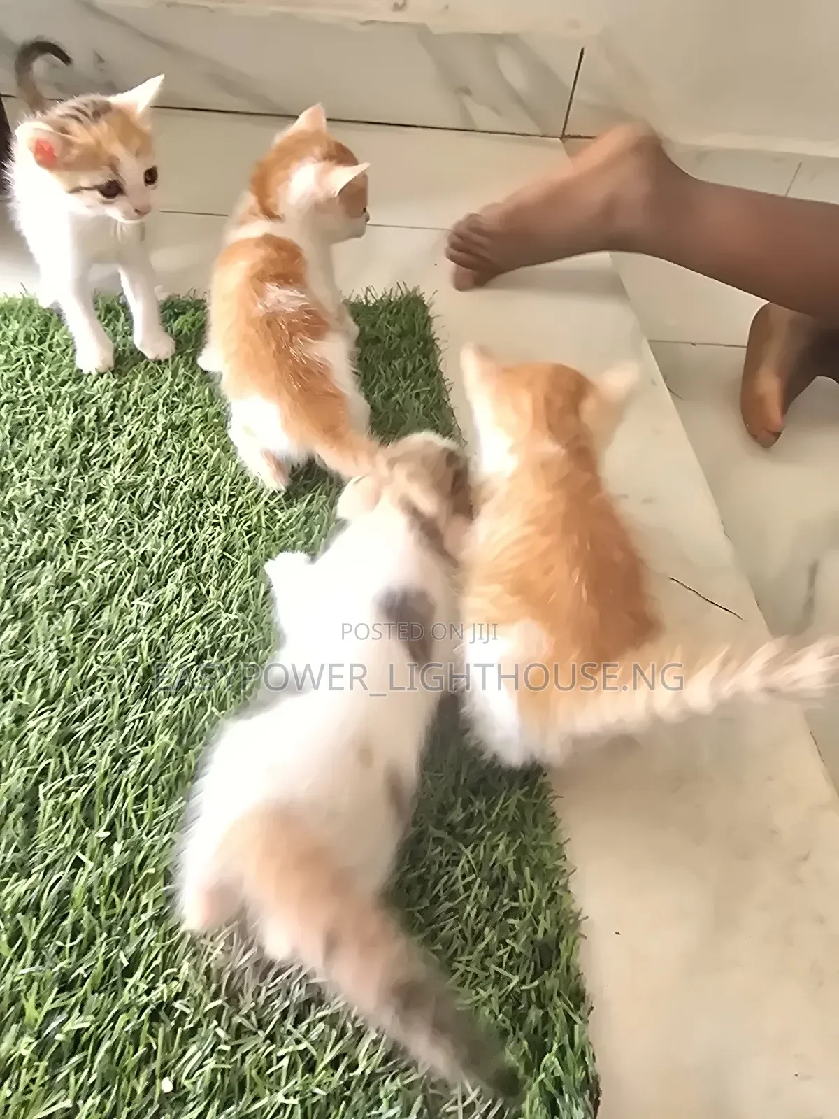 0-1 month Female Purebred American Shorthair