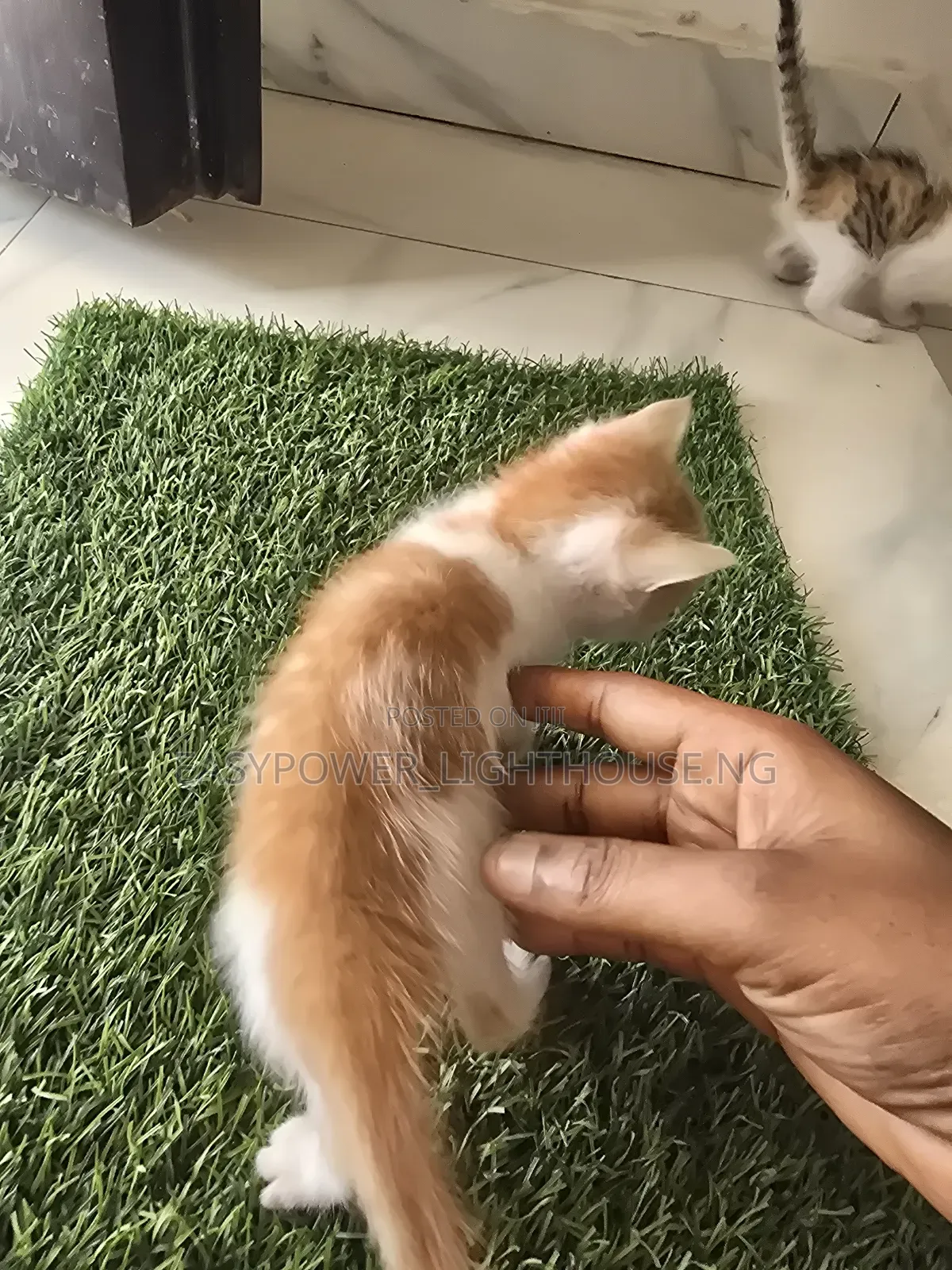 0-1 month Female Purebred American Shorthair