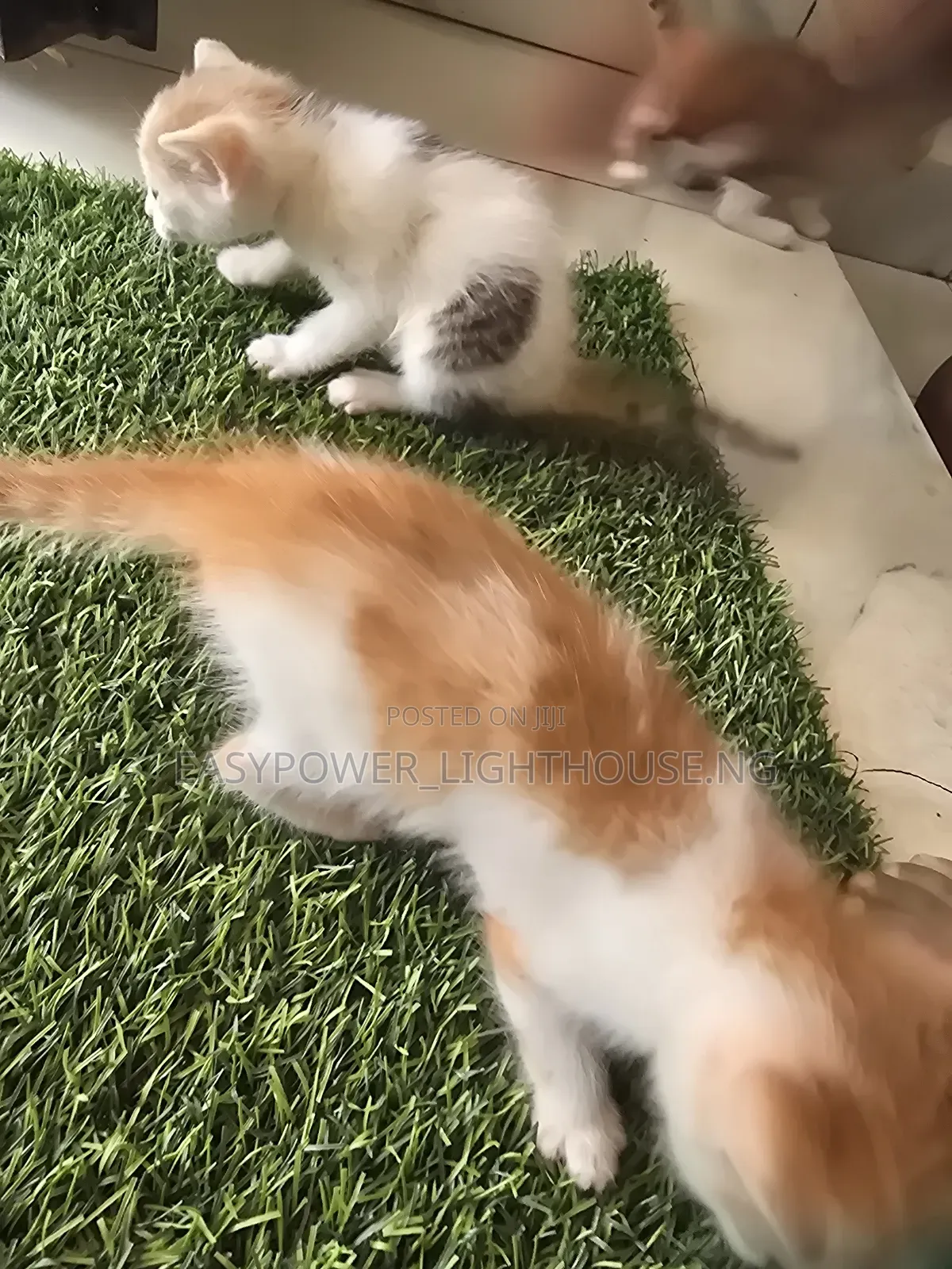 0-1 month Female Purebred American Shorthair