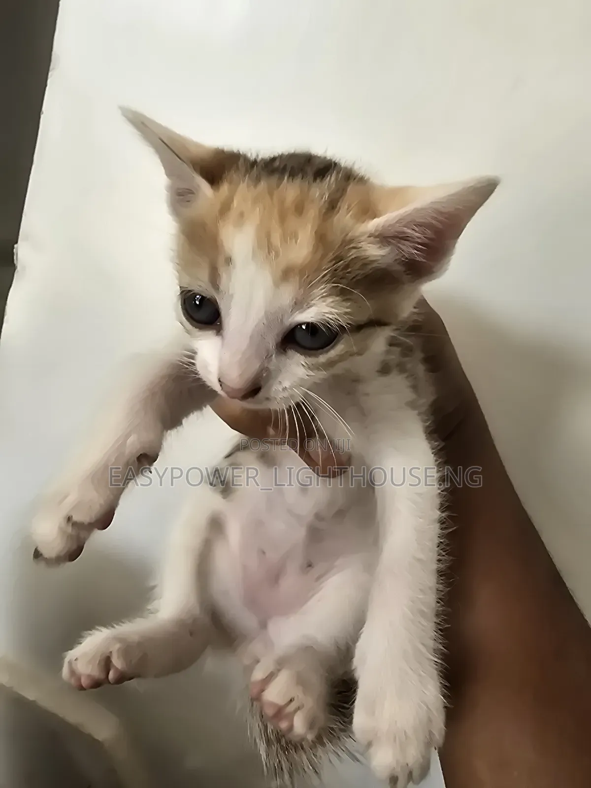 0-1 month Female Purebred American Shorthair