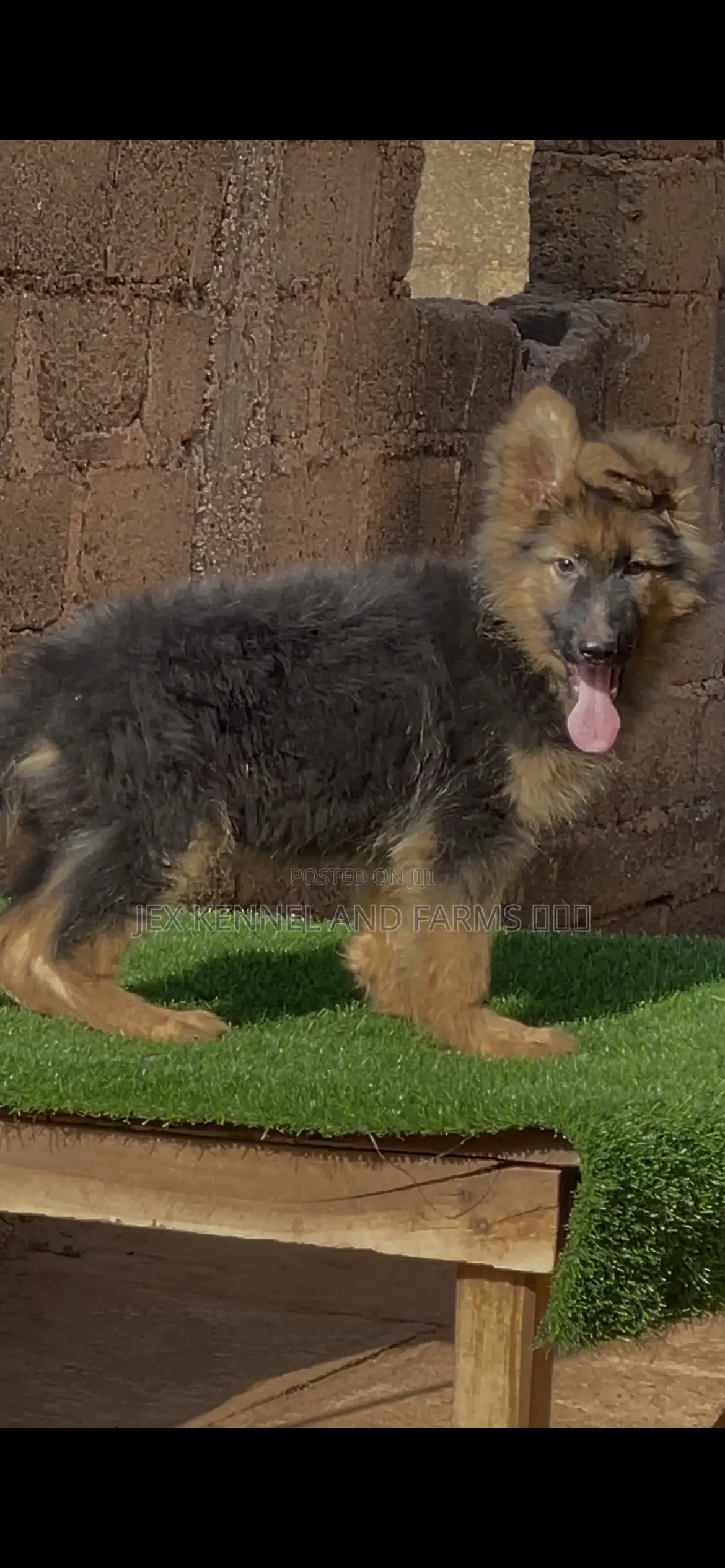 1-3 months Male Purebred German Shepherd