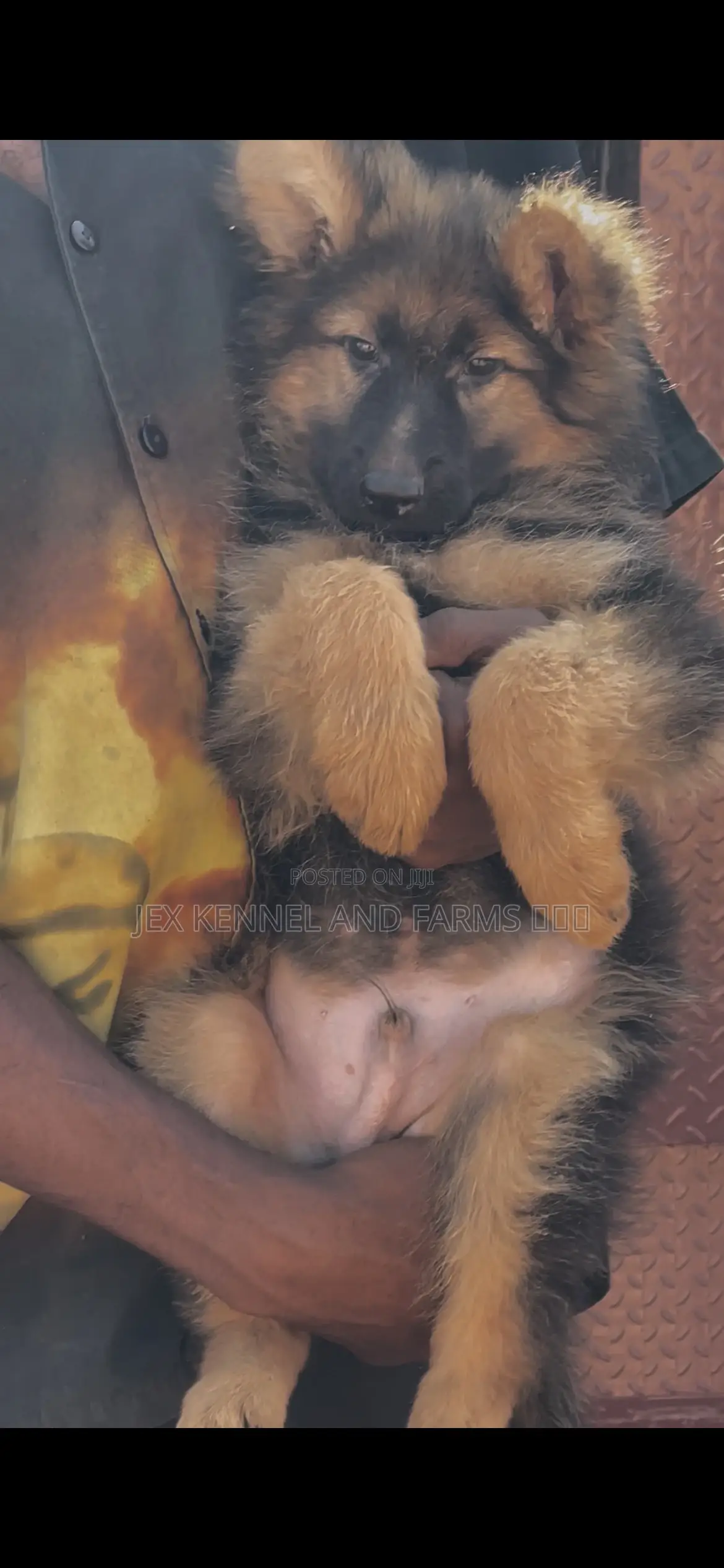 1-3 months Male Purebred German Shepherd