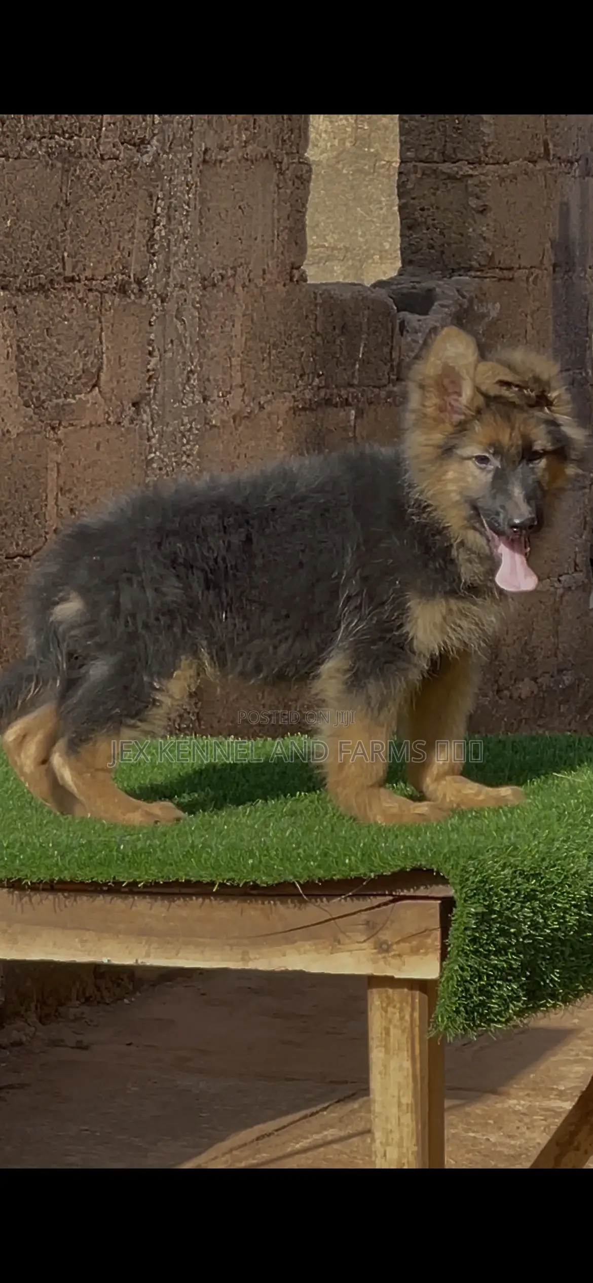 1-3 months Male Purebred German Shepherd