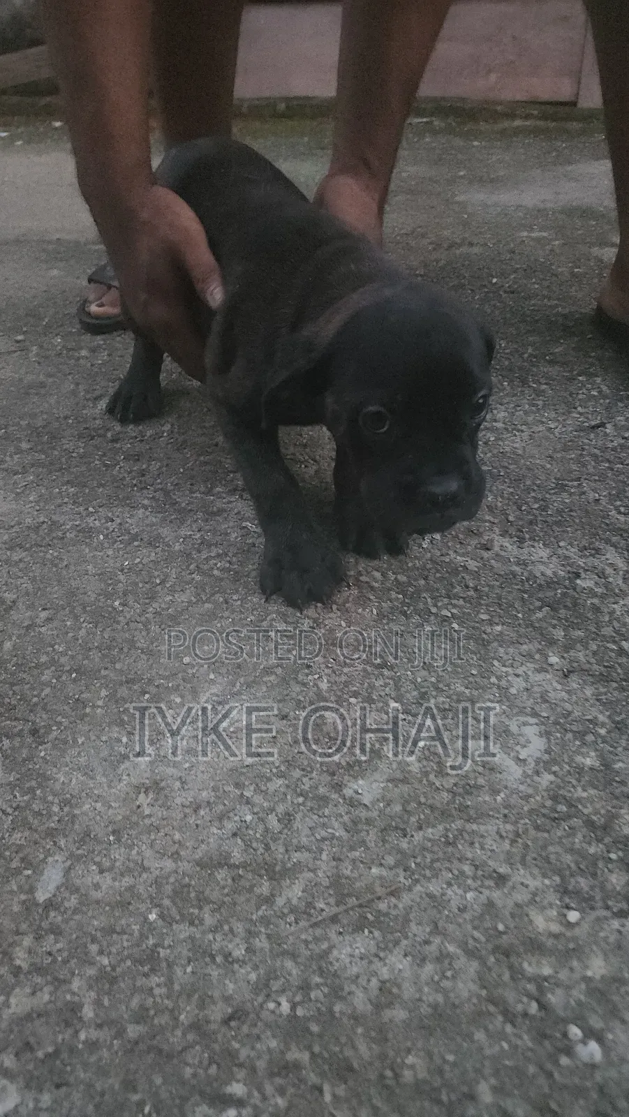 1-3 months Female Purebred Boerboel