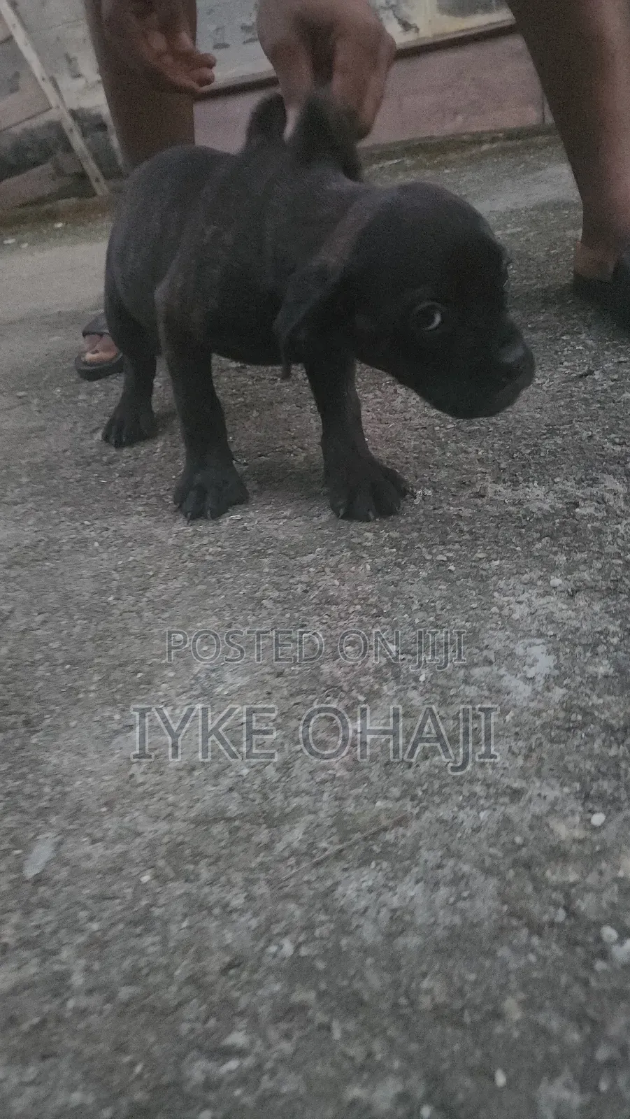 1-3 months Female Purebred Boerboel