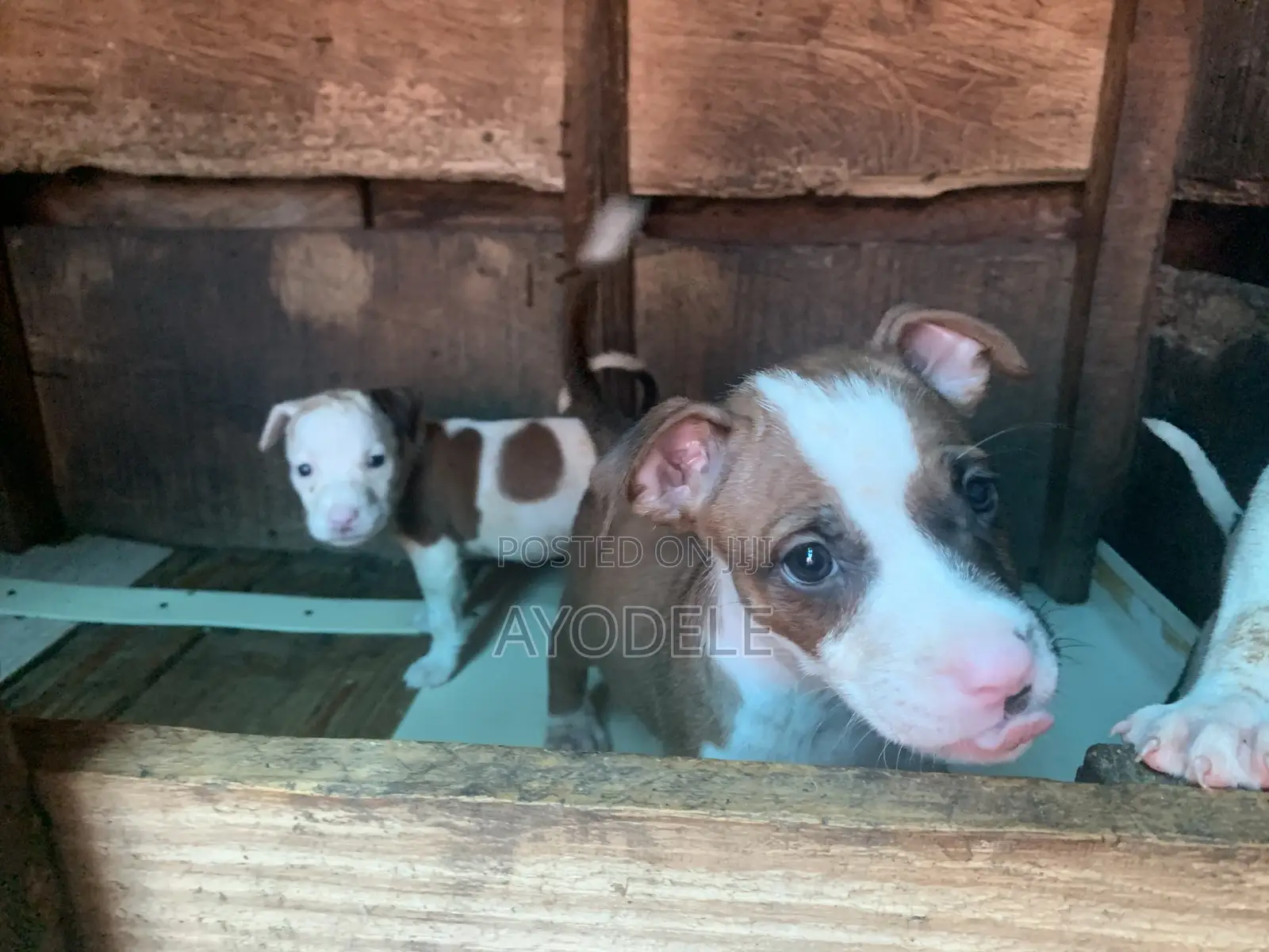 1-3 months Female Purebred American Pit Bull Terrier