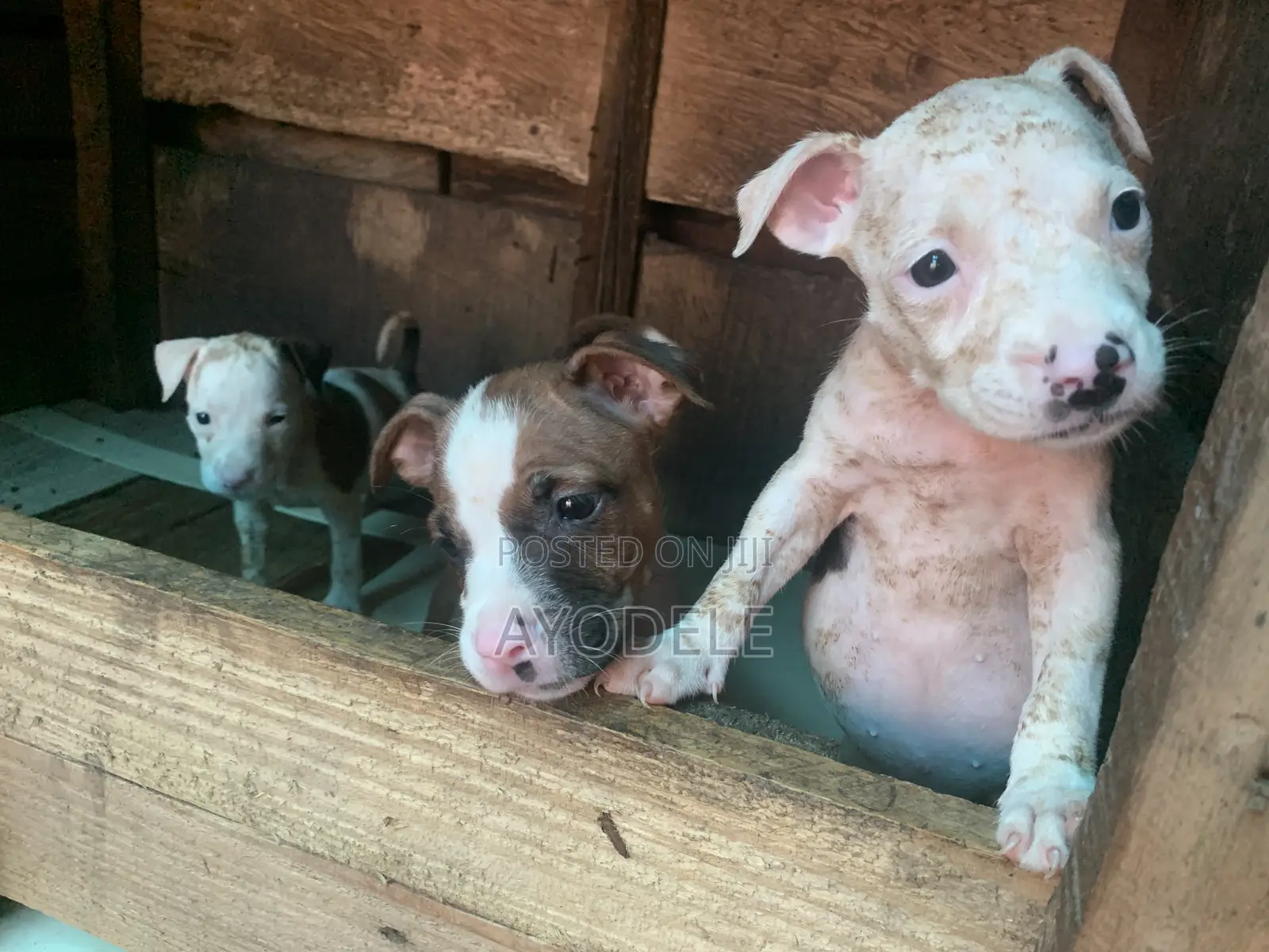 1-3 months Female Purebred American Pit Bull Terrier